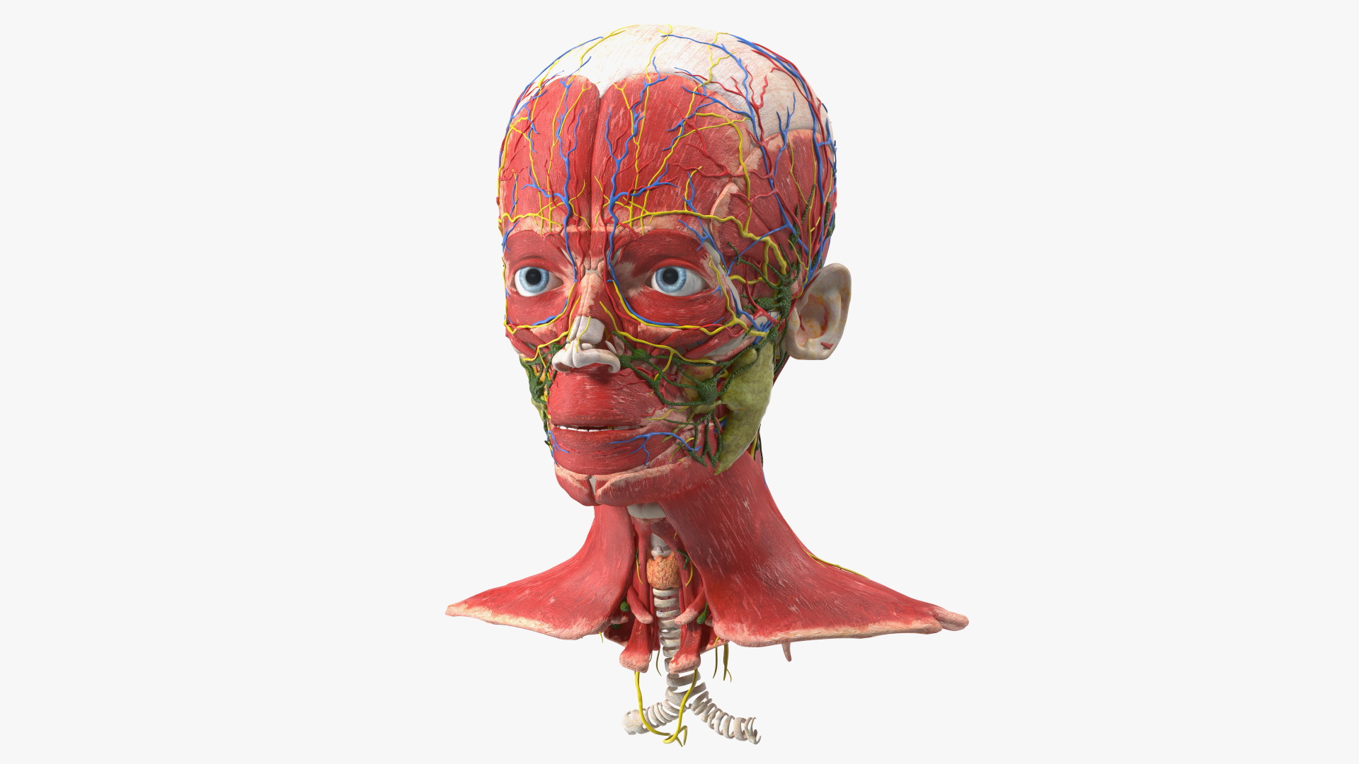 Young Man Anatomy Head 3D