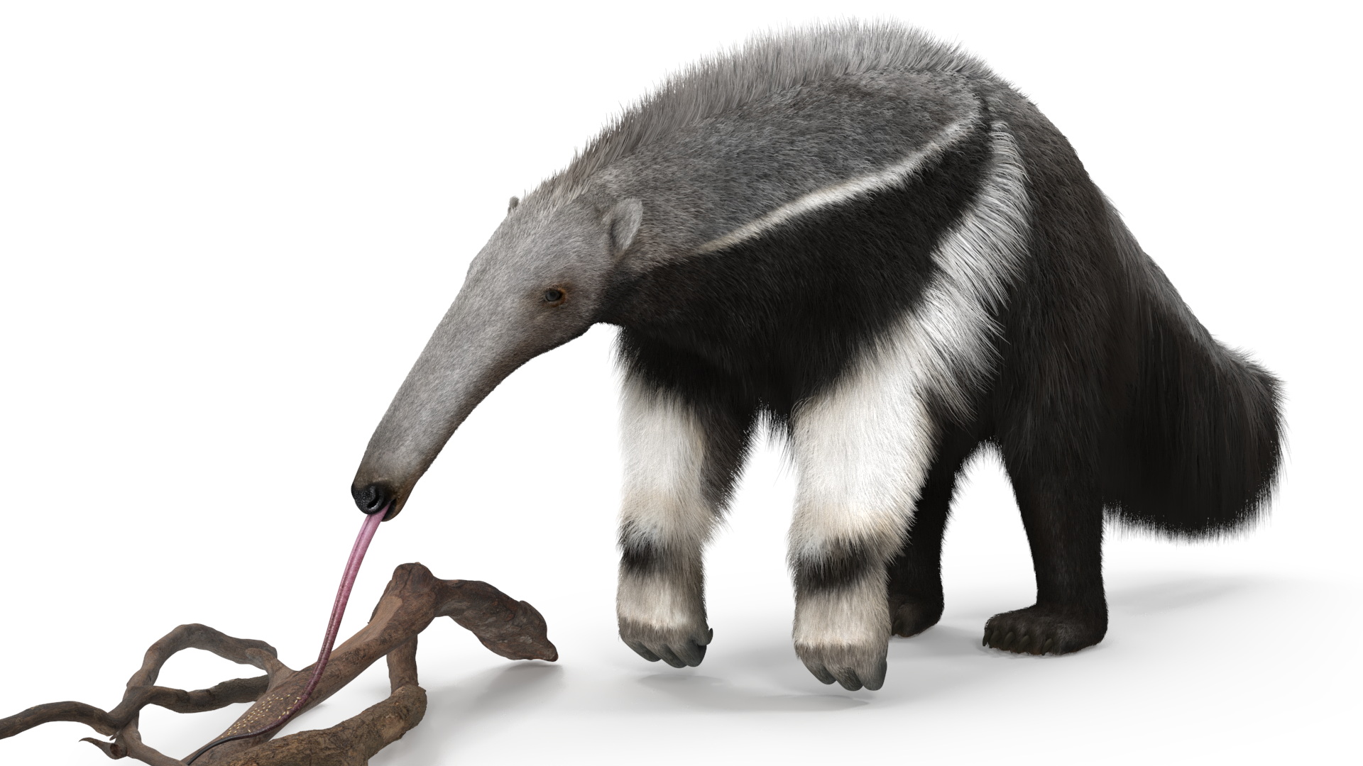 3D model Anteater Eats Termites from Branches Fur