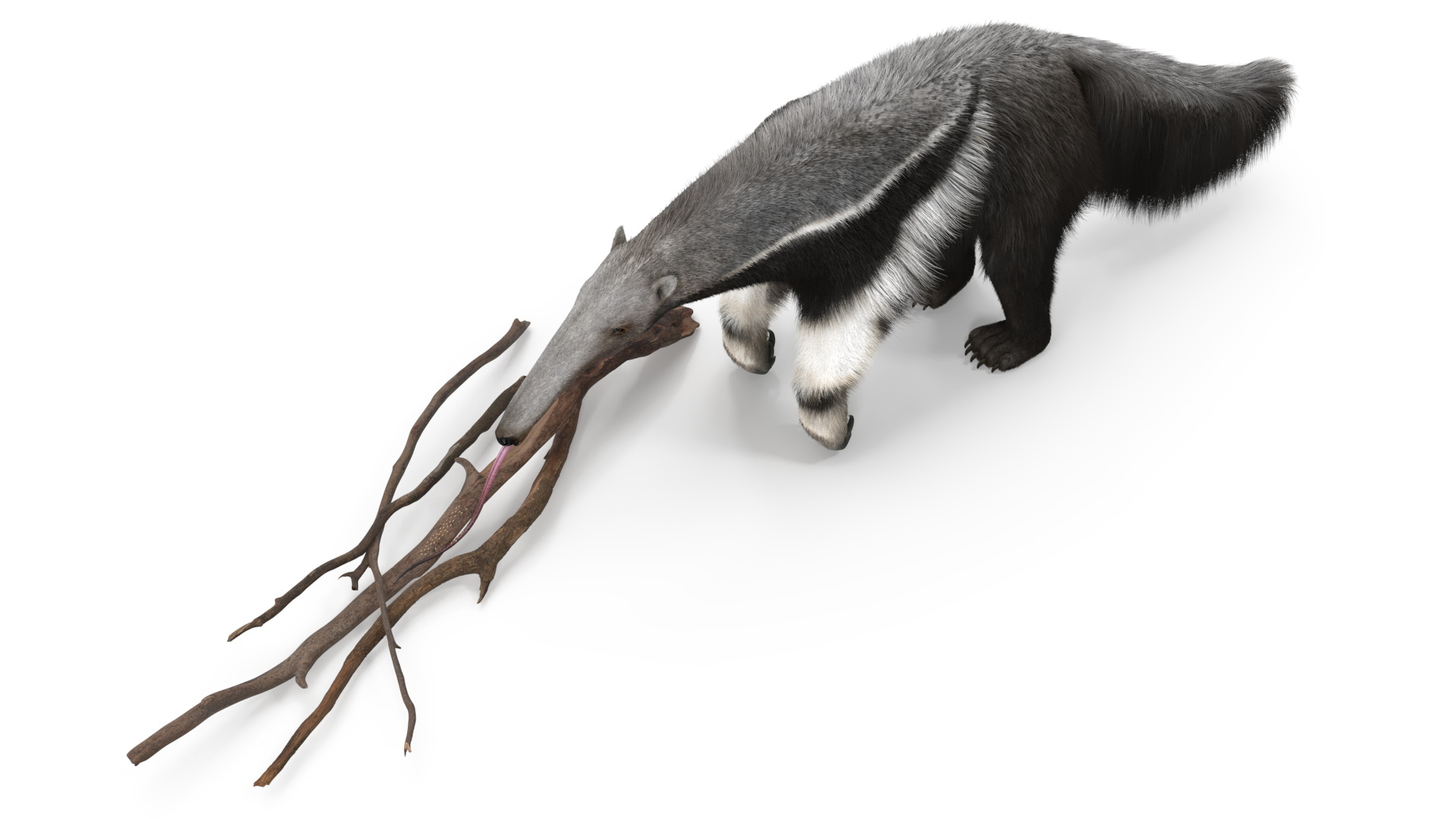 3D model Anteater Eats Termites from Branches Fur