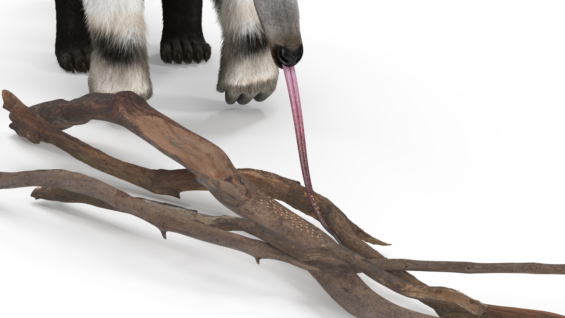3D model Anteater Eats Termites from Branches Fur