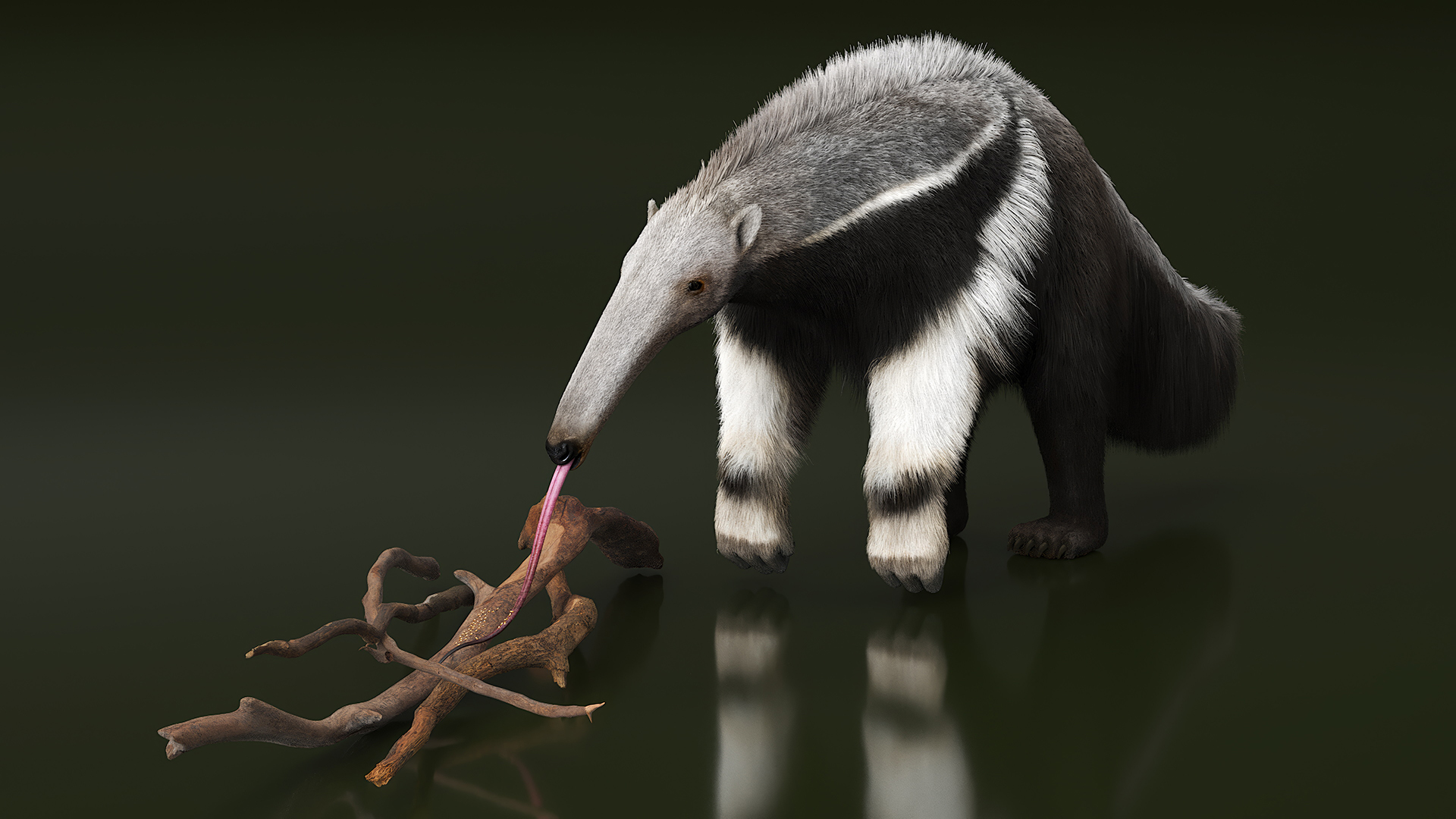 3D model Anteater Eats Termites from Branches Fur