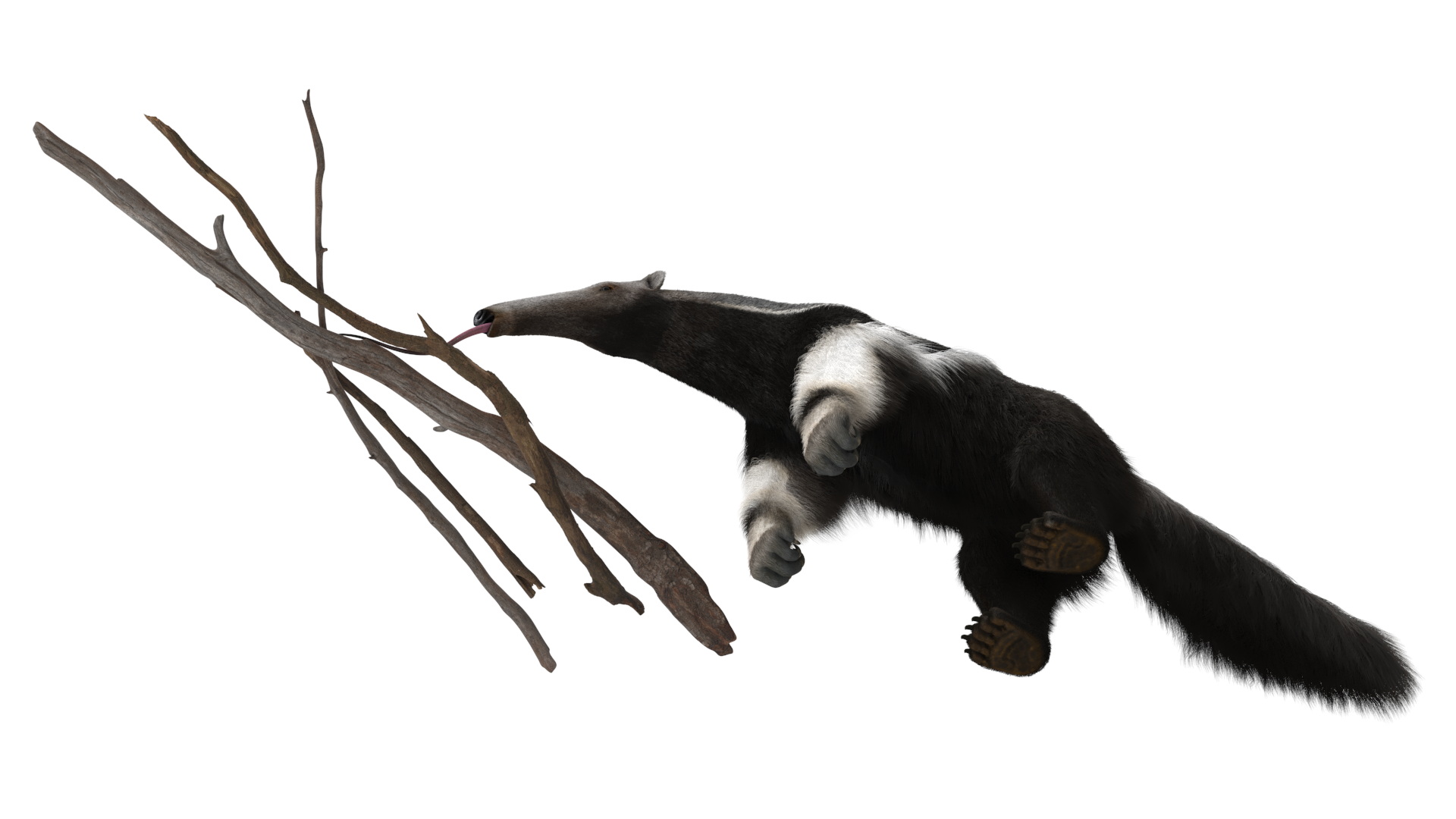 3D model Anteater Eats Termites from Branches Fur