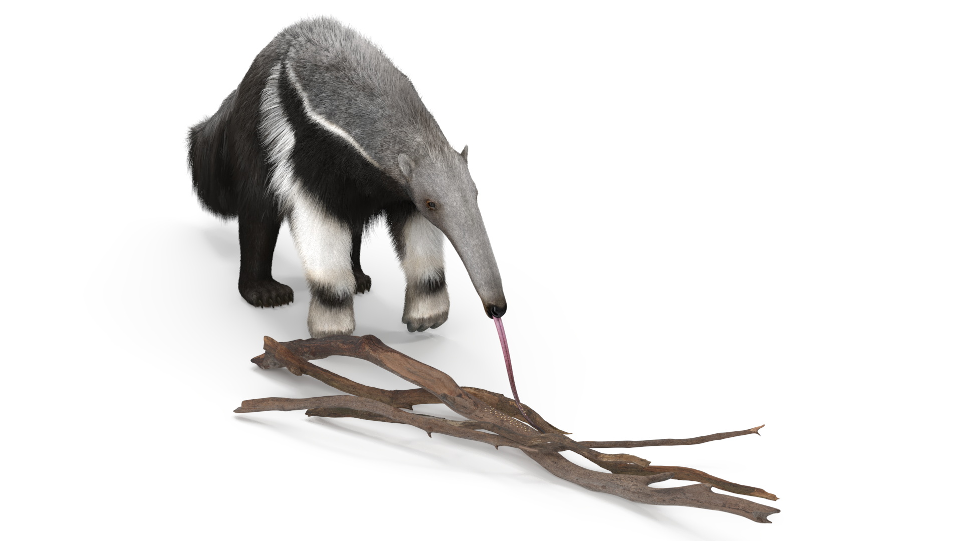 3D model Anteater Eats Termites from Branches Fur