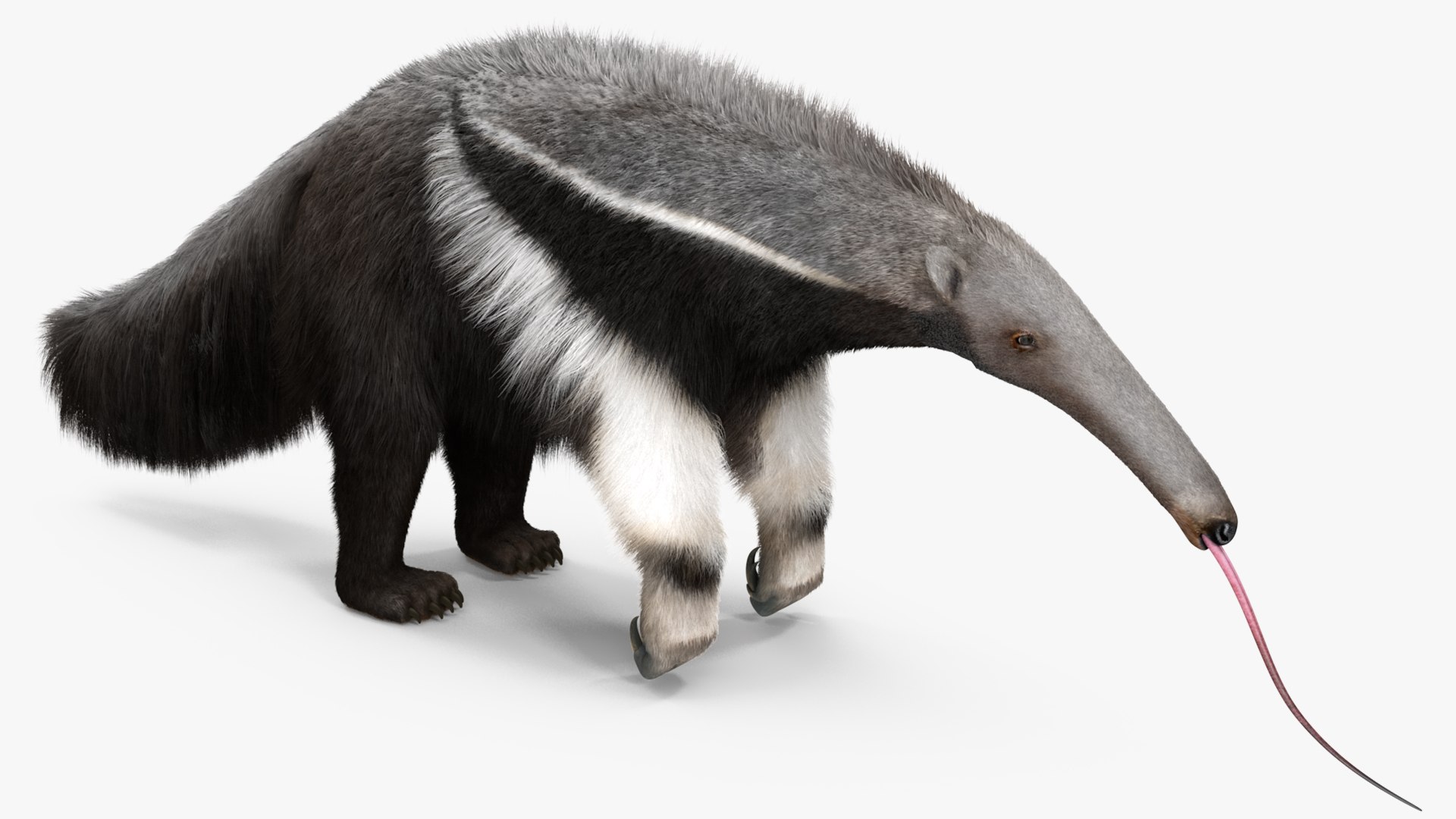 3D model Anteater Eats Termites from Branches Fur