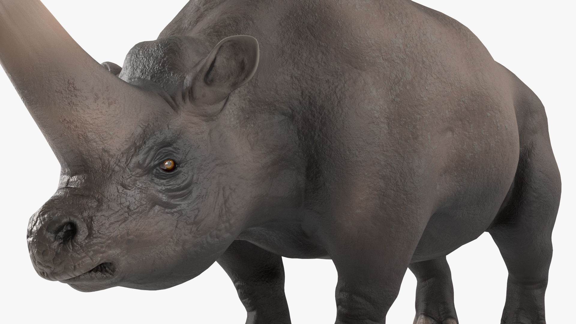 Elasmotherium Rigged for Maya 3D model