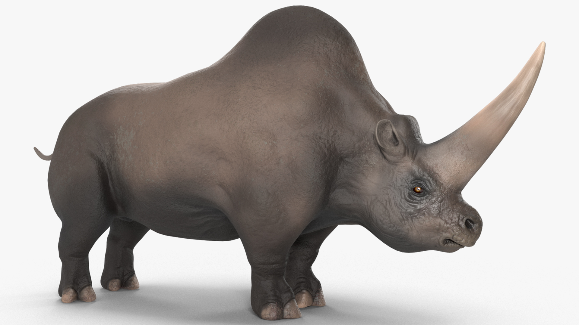 Elasmotherium Rigged for Maya 3D model