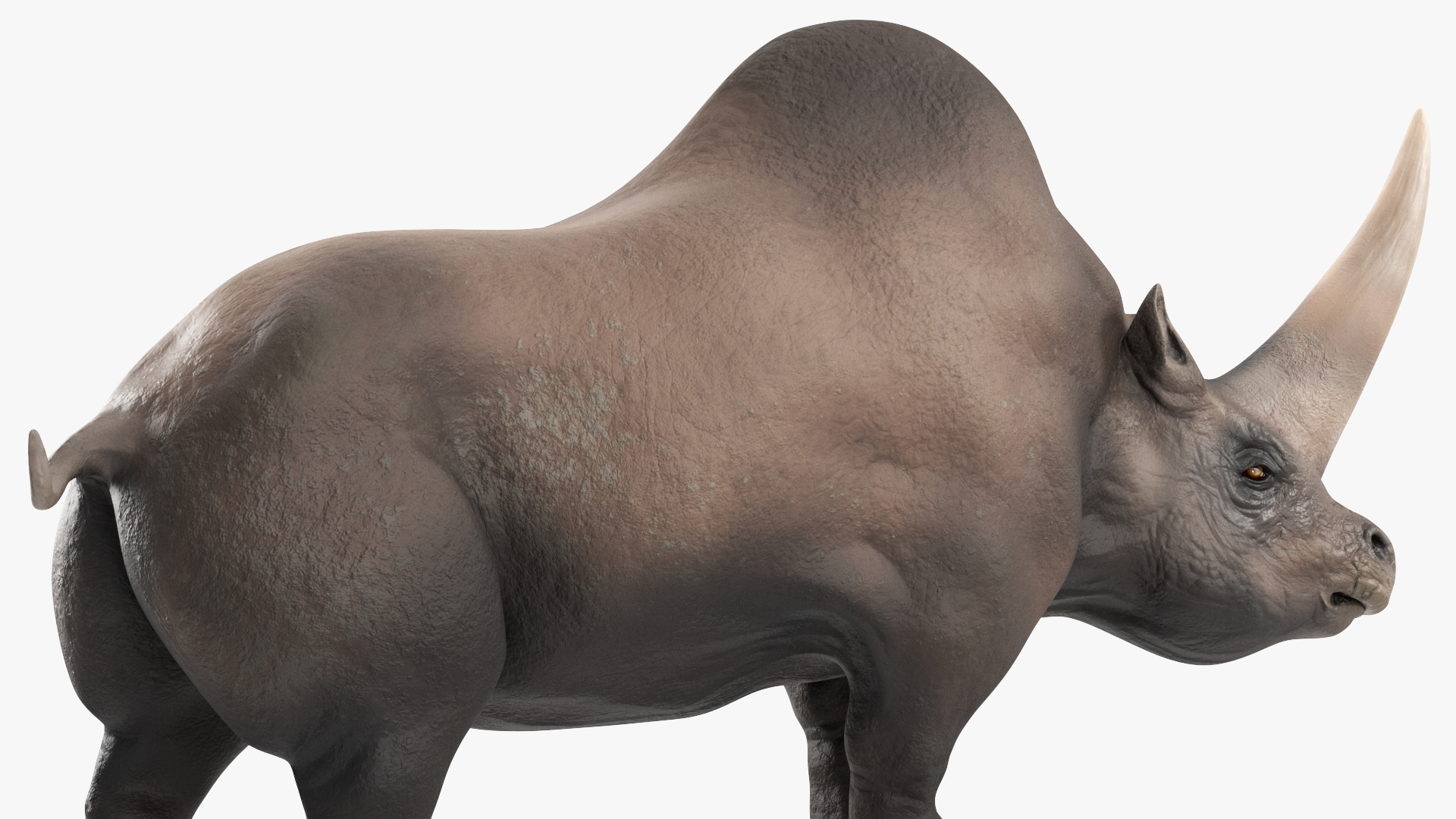 Elasmotherium Rigged for Maya 3D model