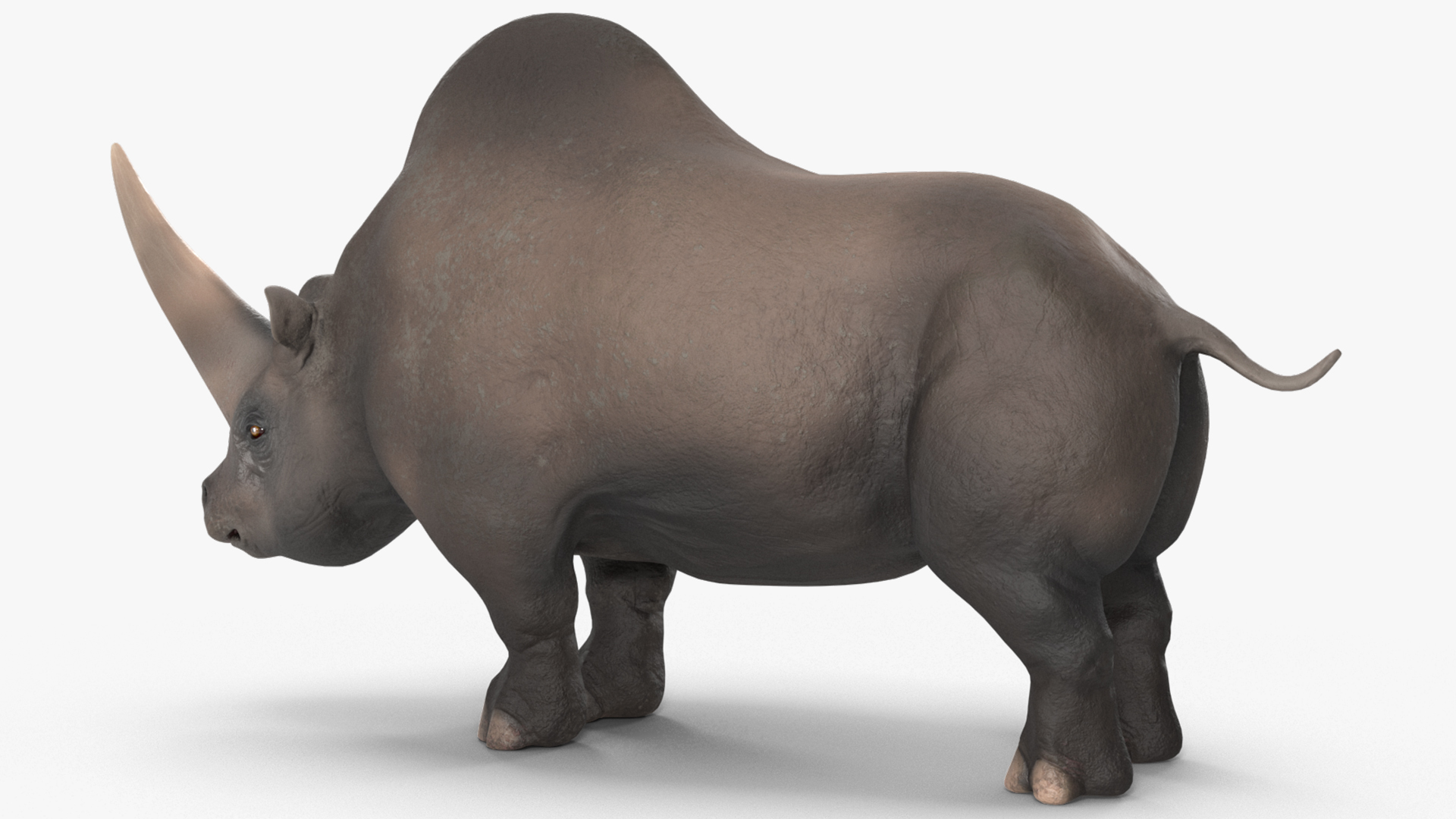 Elasmotherium Rigged for Maya 3D model