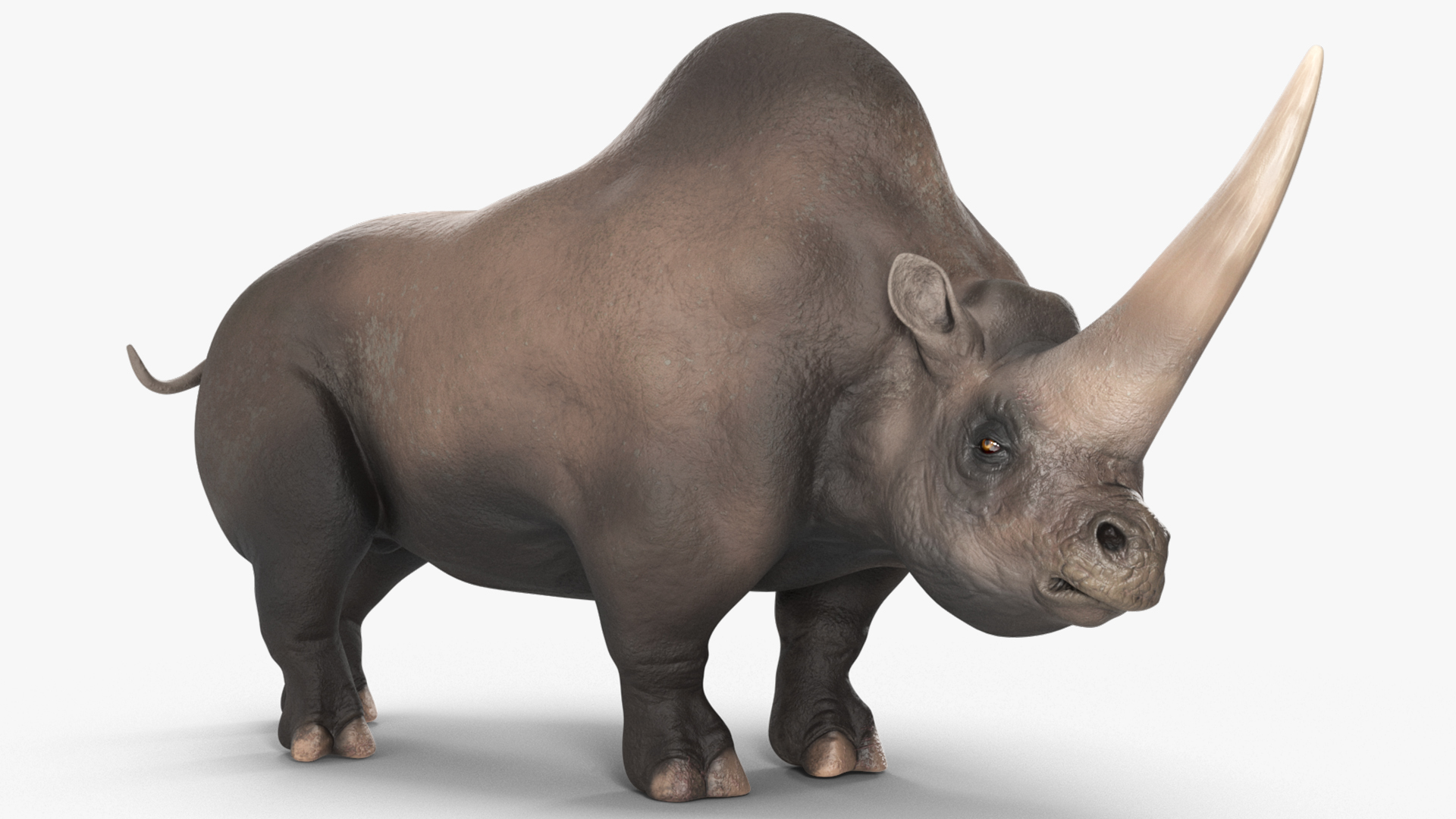 Elasmotherium Rigged for Maya 3D model