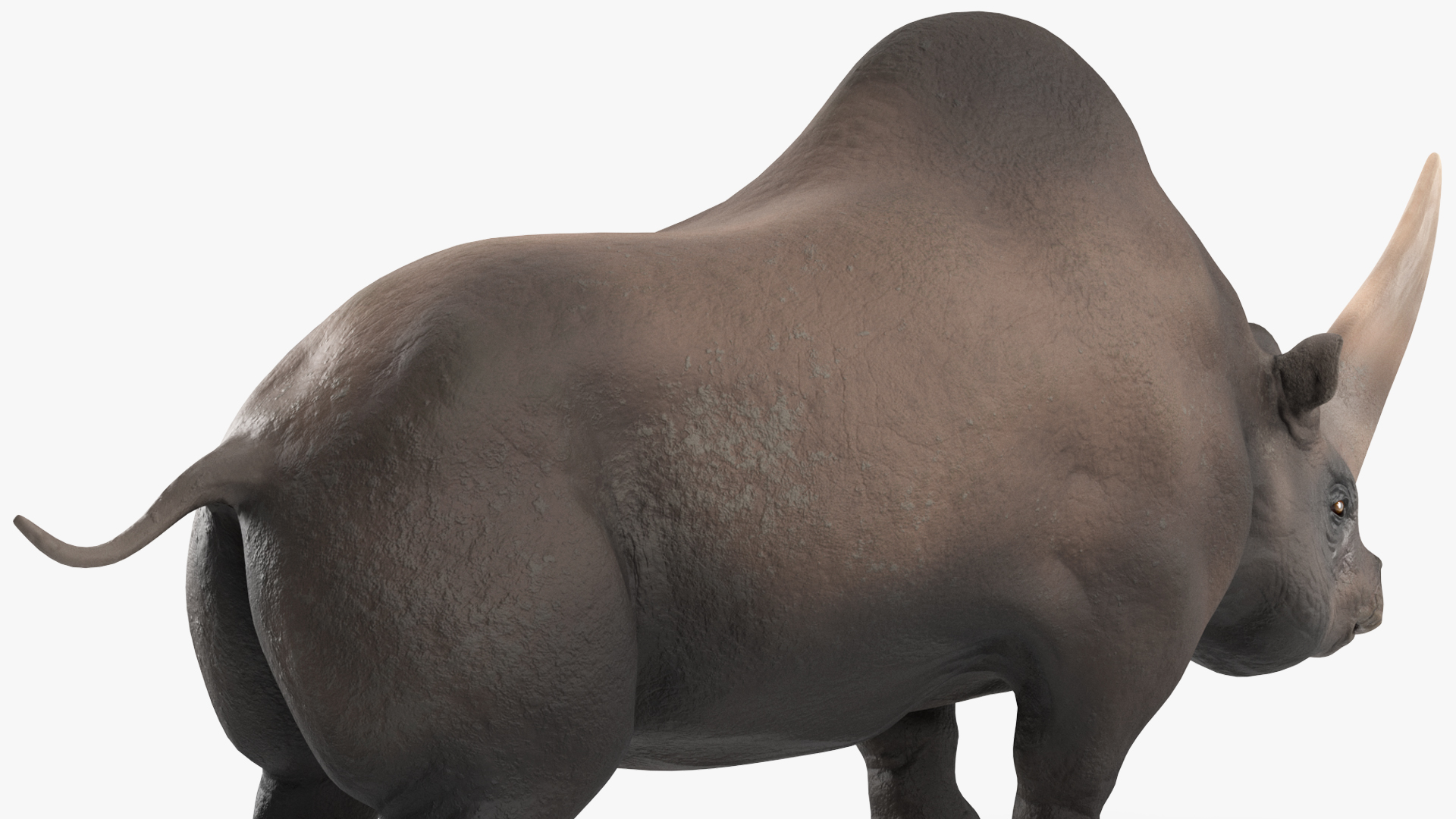 Elasmotherium Rigged for Maya 3D model