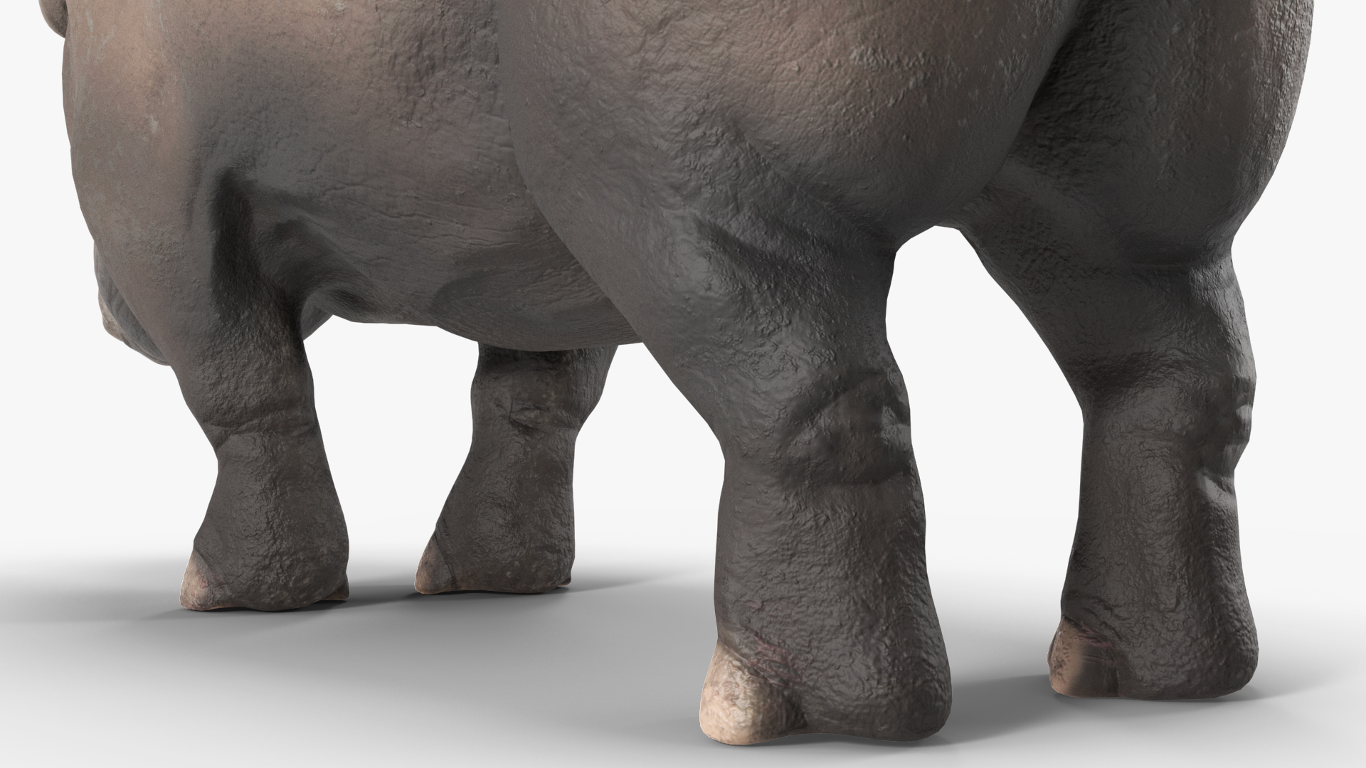 Elasmotherium Rigged for Maya 3D model