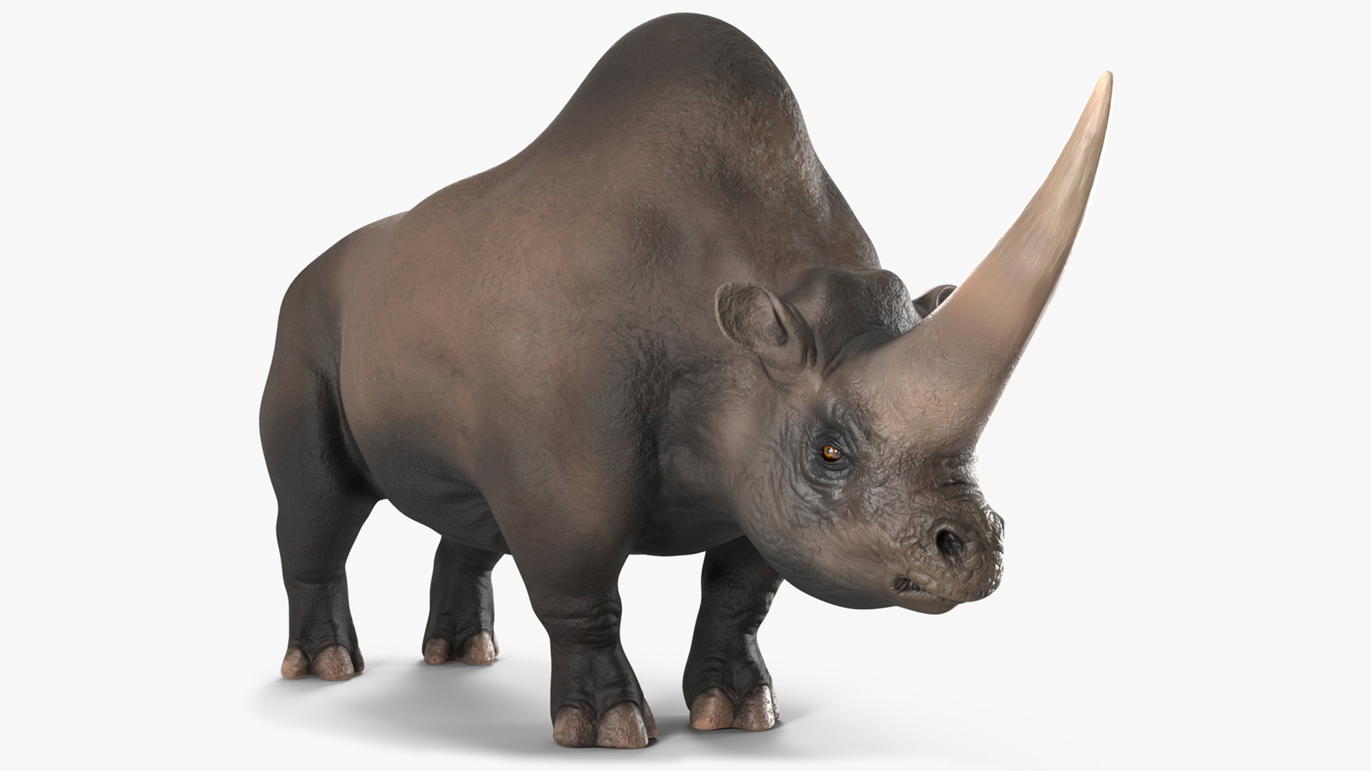Elasmotherium Rigged for Maya 3D model