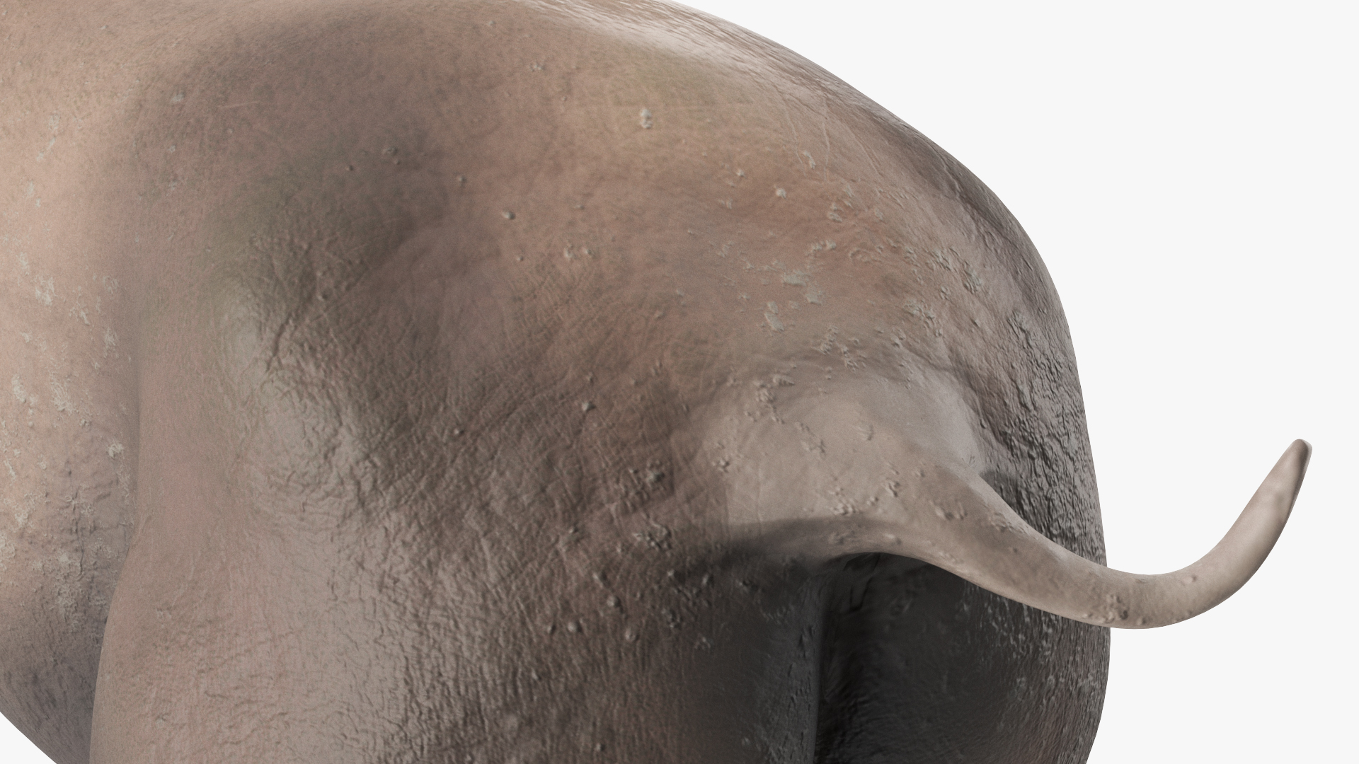 Elasmotherium Rigged for Maya 3D model