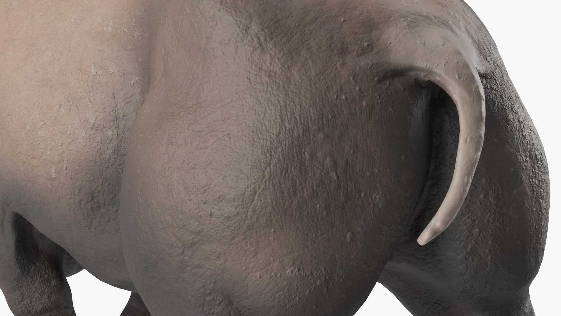 Elasmotherium Rigged for Maya 3D model