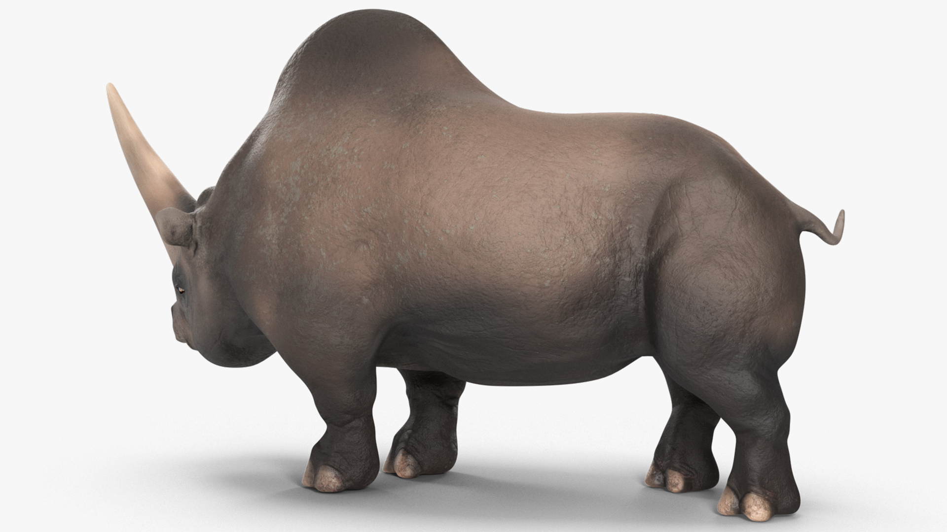 Elasmotherium Rigged for Maya 3D model