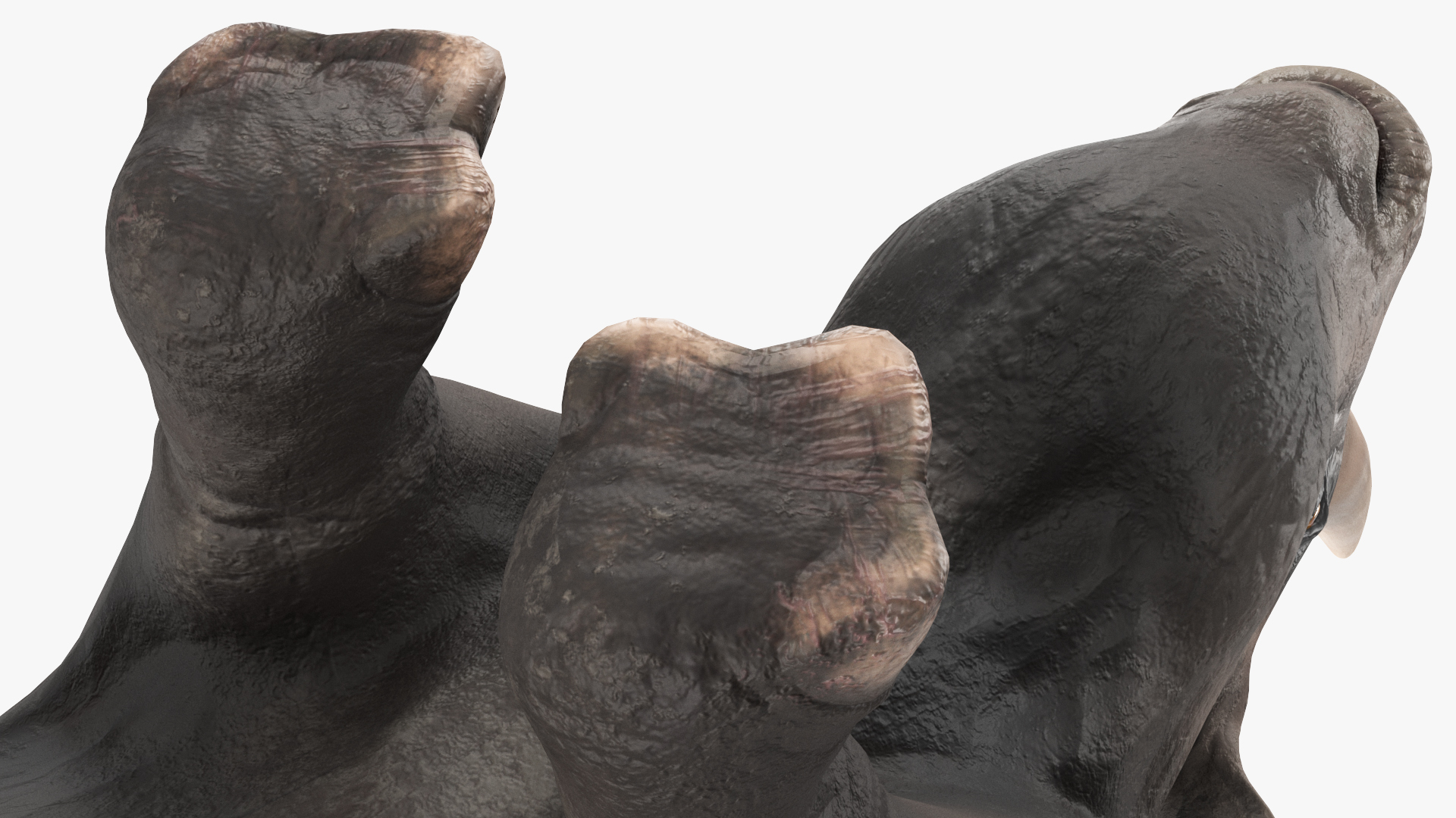Elasmotherium Rigged for Maya 3D model
