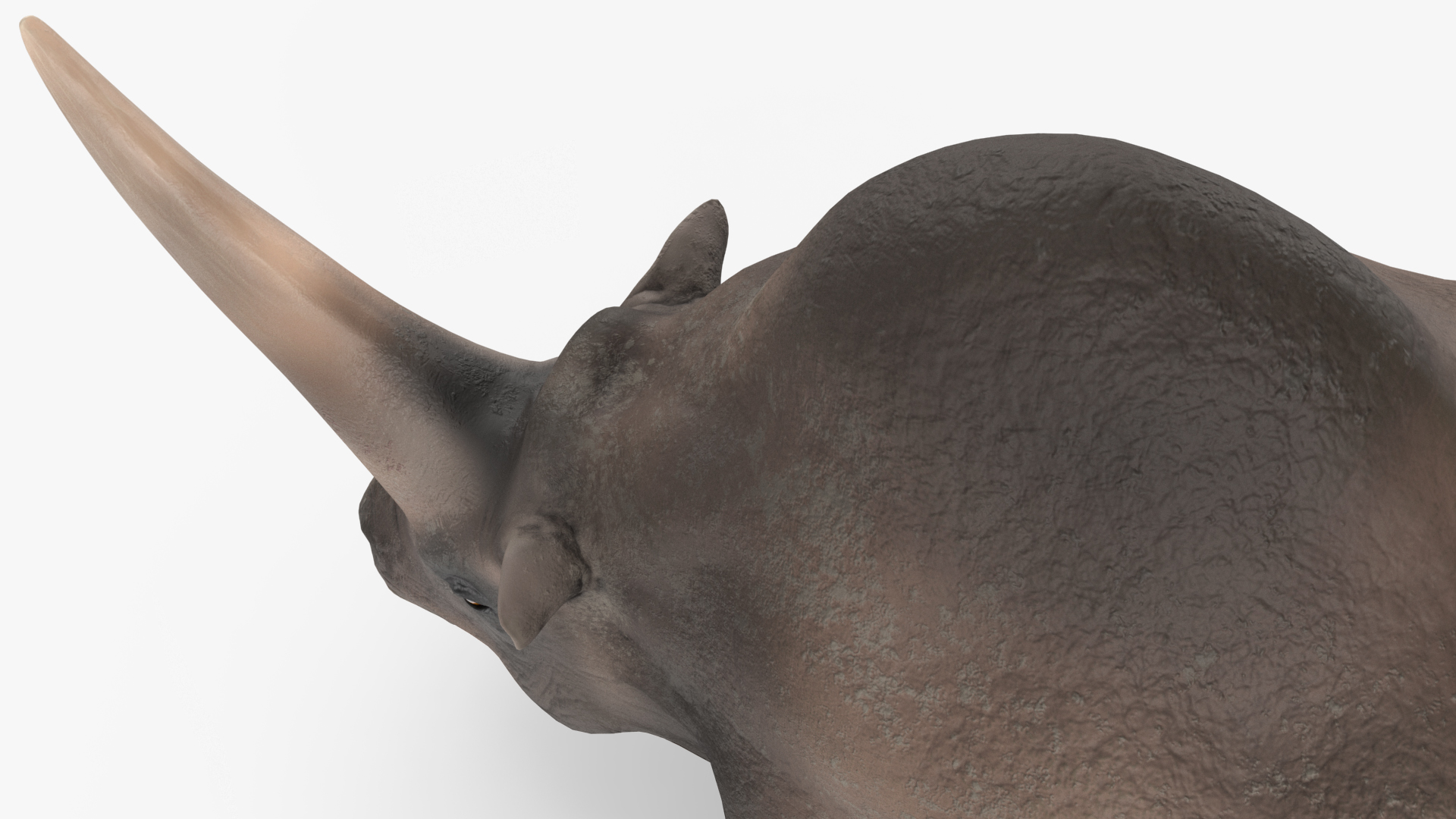 Elasmotherium Rigged for Maya 3D model