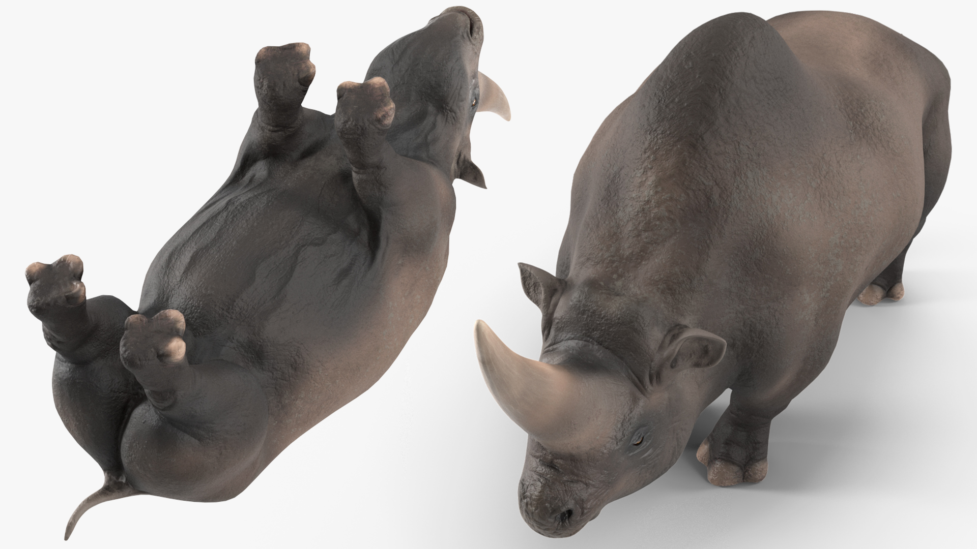 Elasmotherium Rigged for Maya 3D model