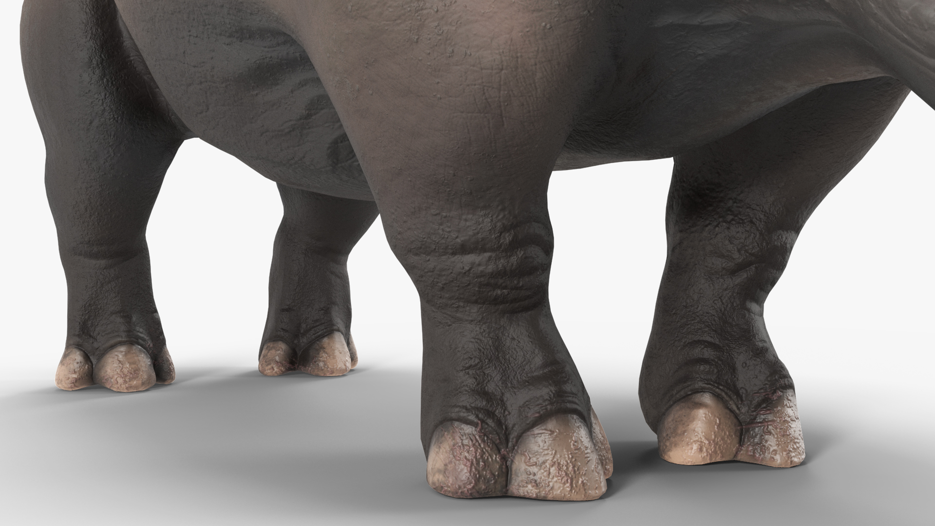 Elasmotherium Rigged for Maya 3D model