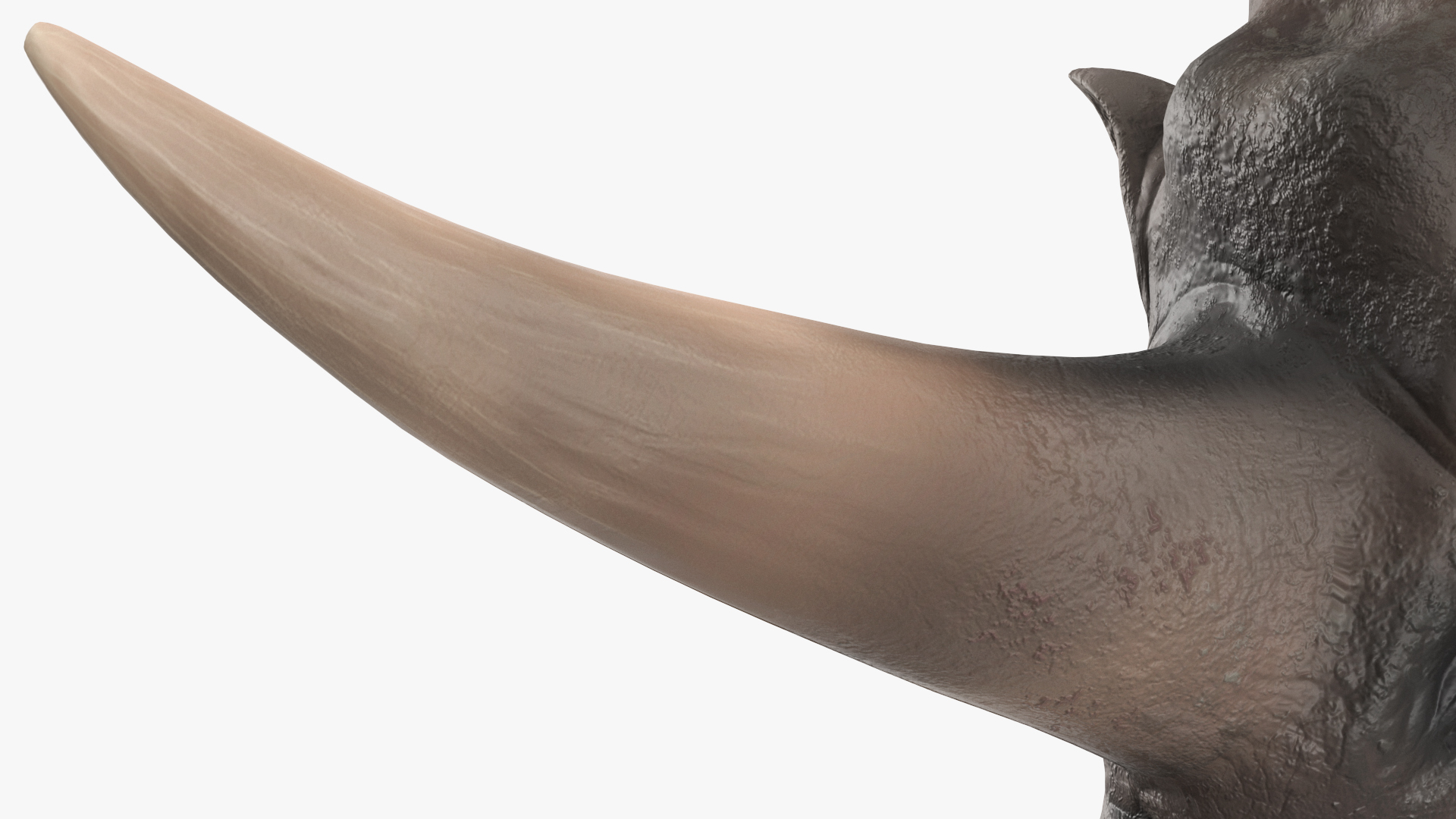 Elasmotherium Rigged for Maya 3D model