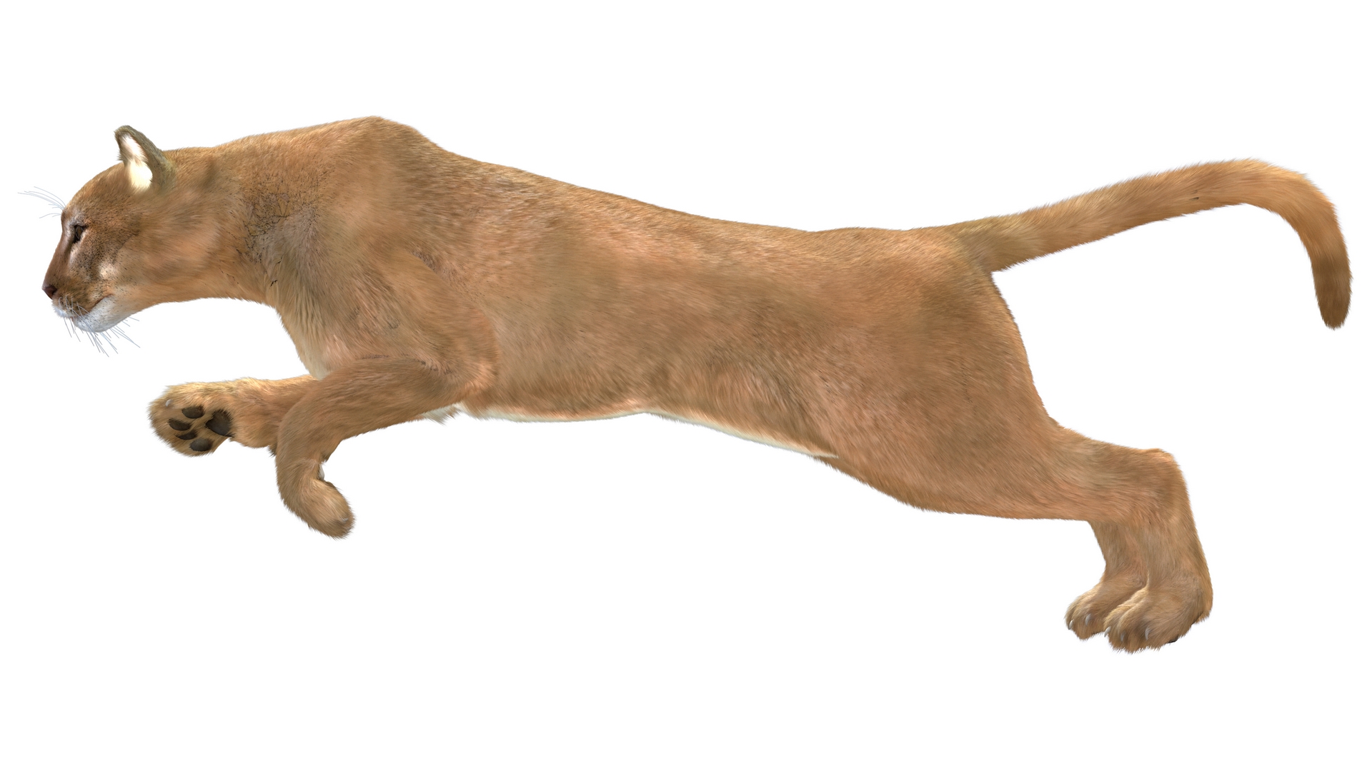 3D Jumping Puma Fur