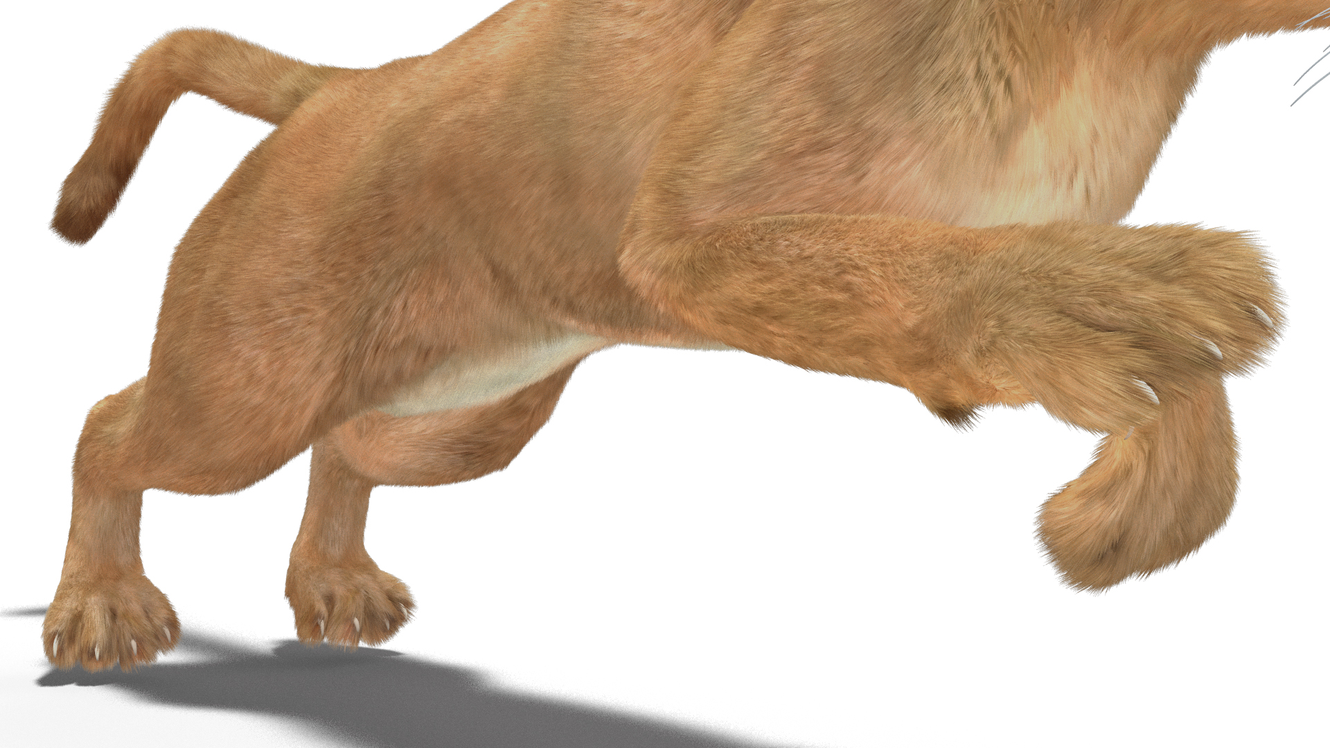3D Jumping Puma Fur