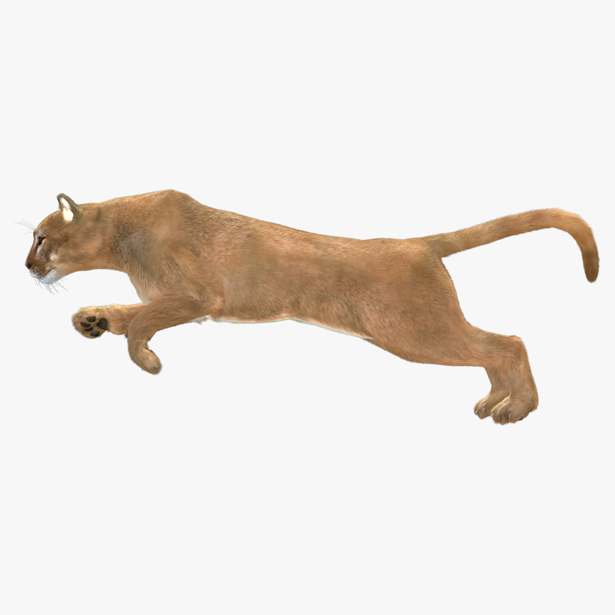 3D Jumping Puma Fur