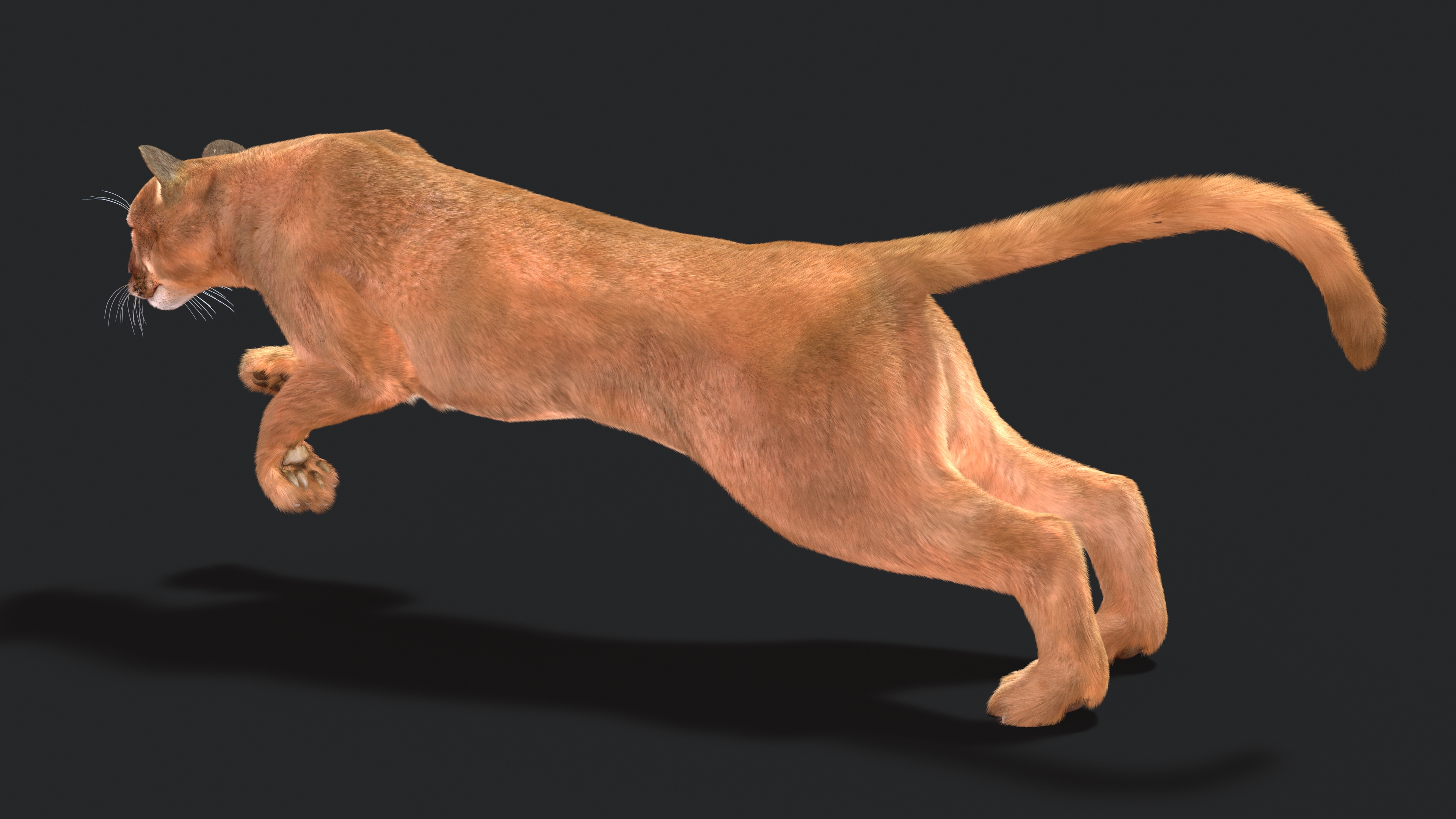 3D Jumping Puma Fur