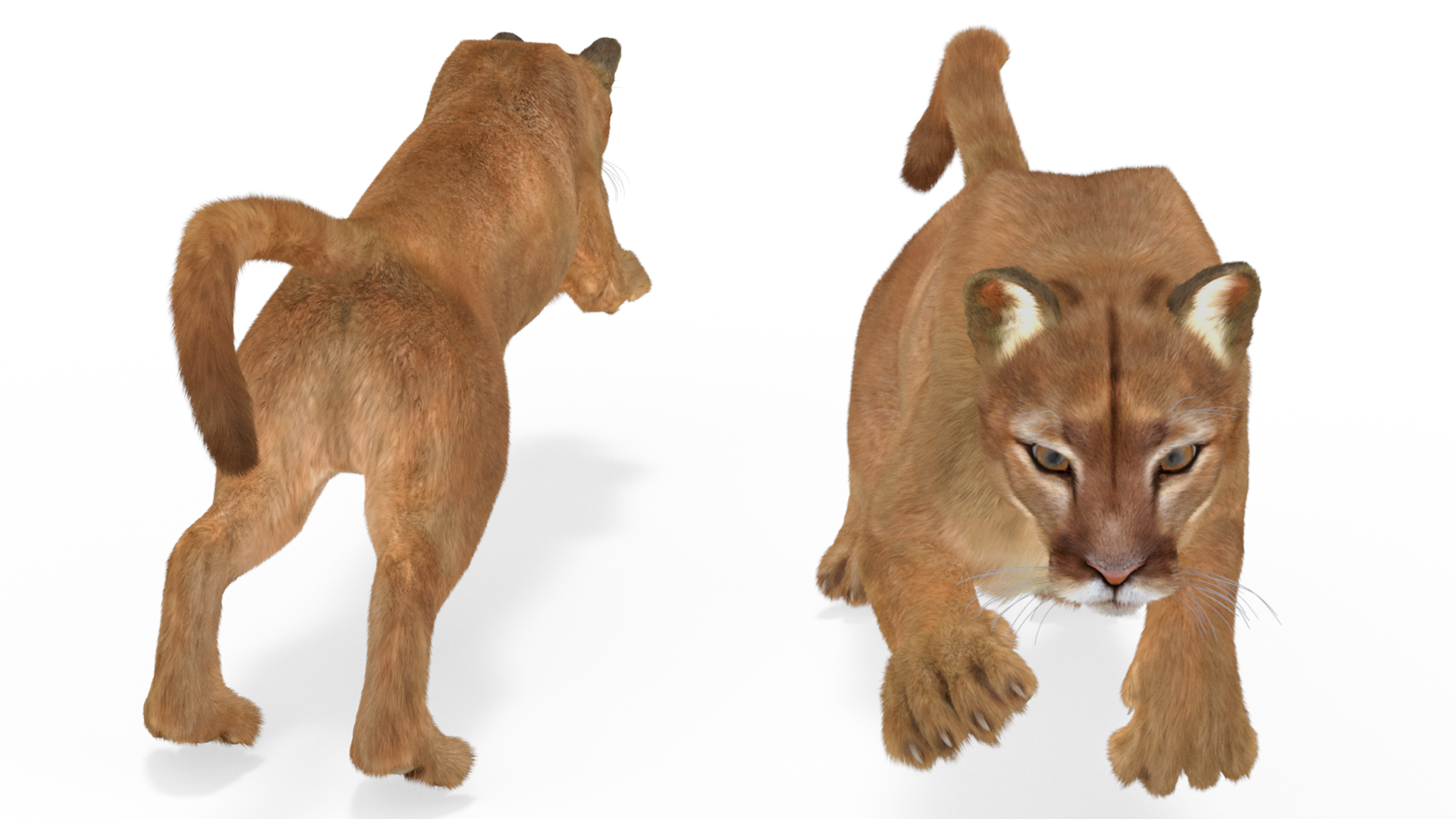 3D Jumping Puma Fur