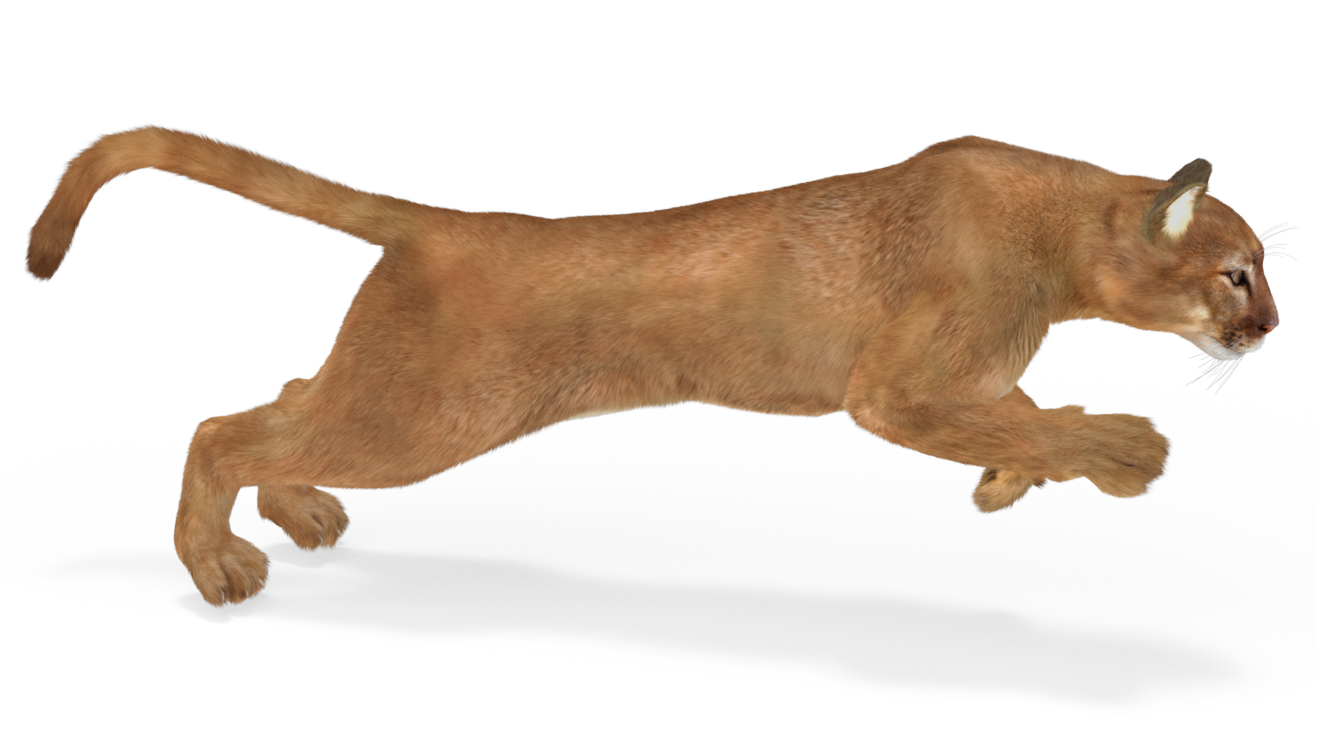 3D Jumping Puma Fur