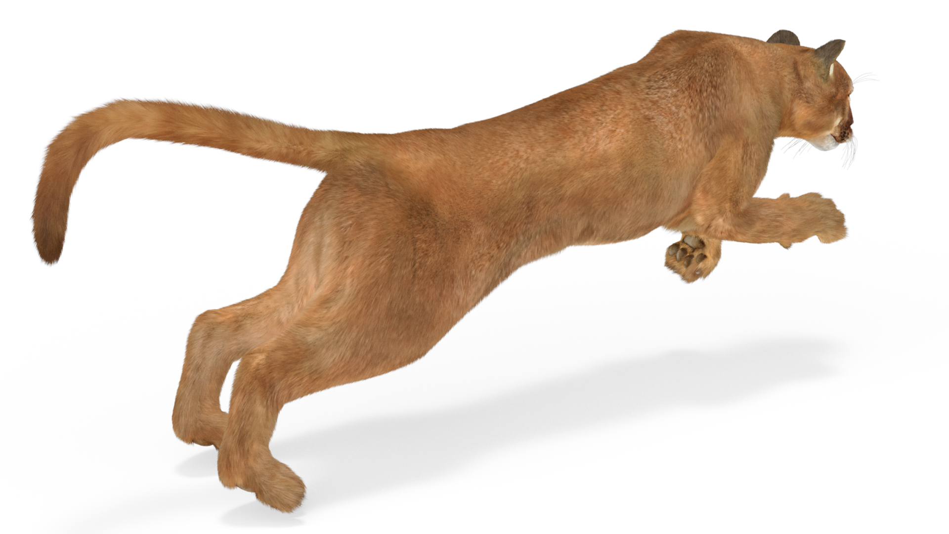 3D Jumping Puma Fur