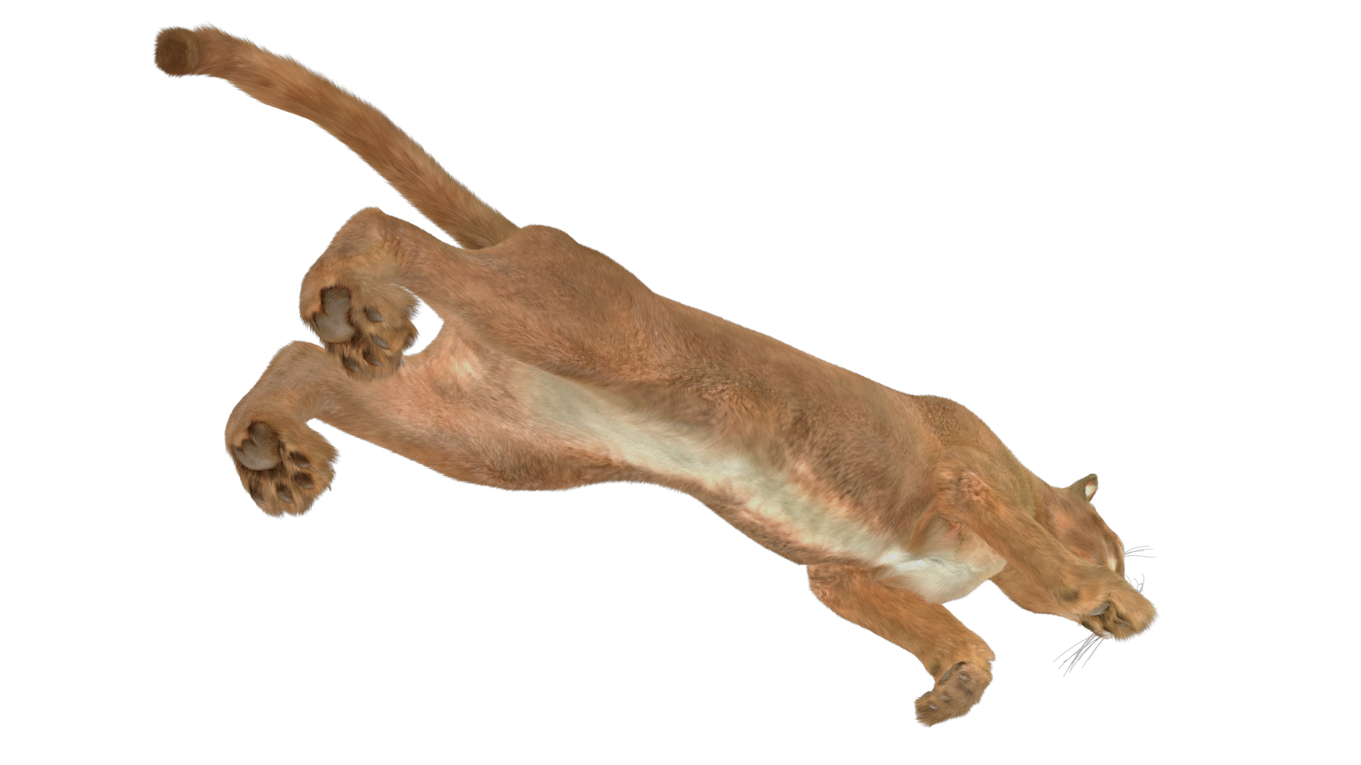 3D Jumping Puma Fur