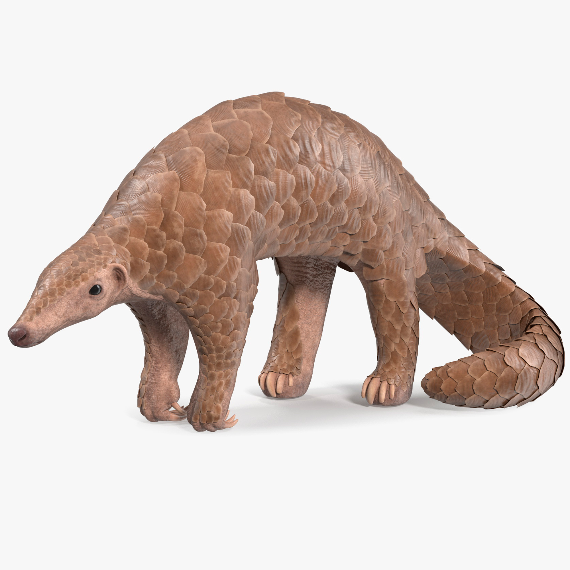 Pangolin Rigged for Maya 3D model