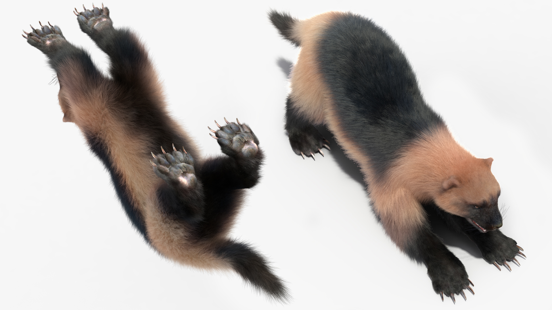 Wolverine Prepares Attack Pose Fur 3D model