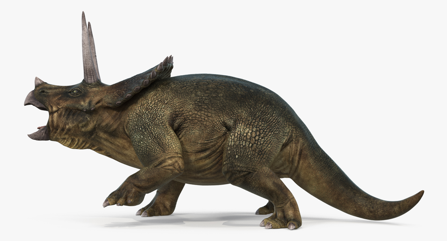 3D model Triceratops Fighting Pose