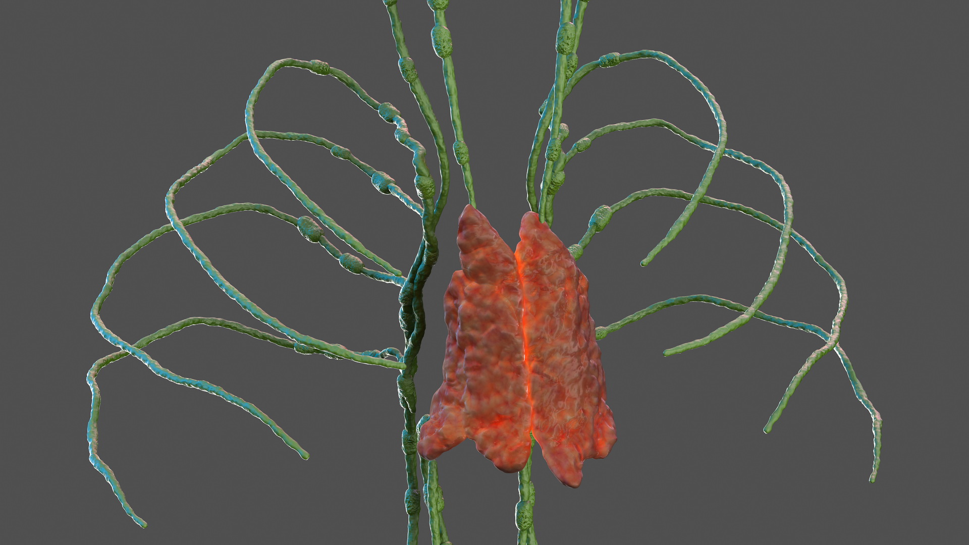 3D Human Torso Lymphatic System model