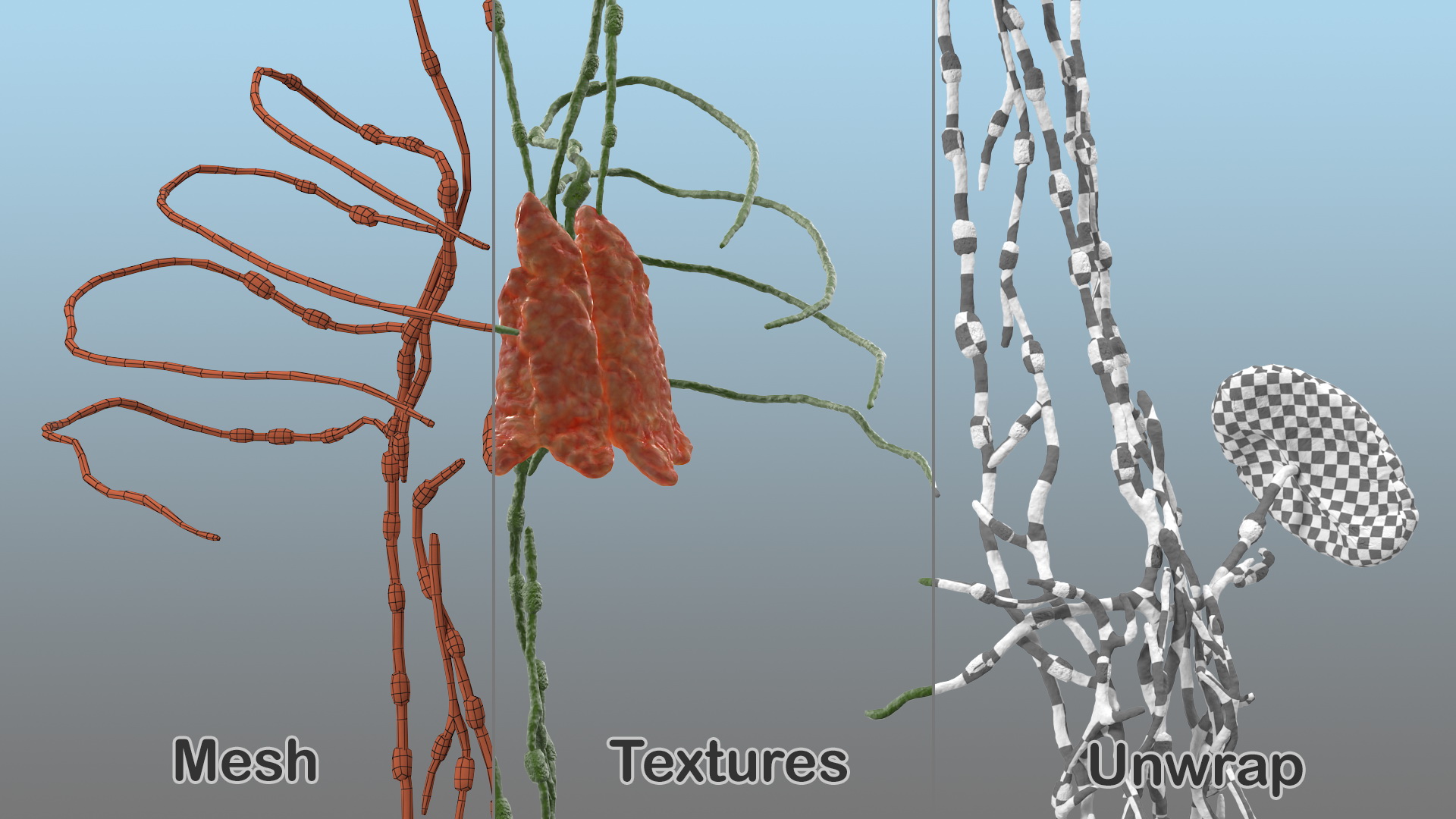 3D Human Torso Lymphatic System model