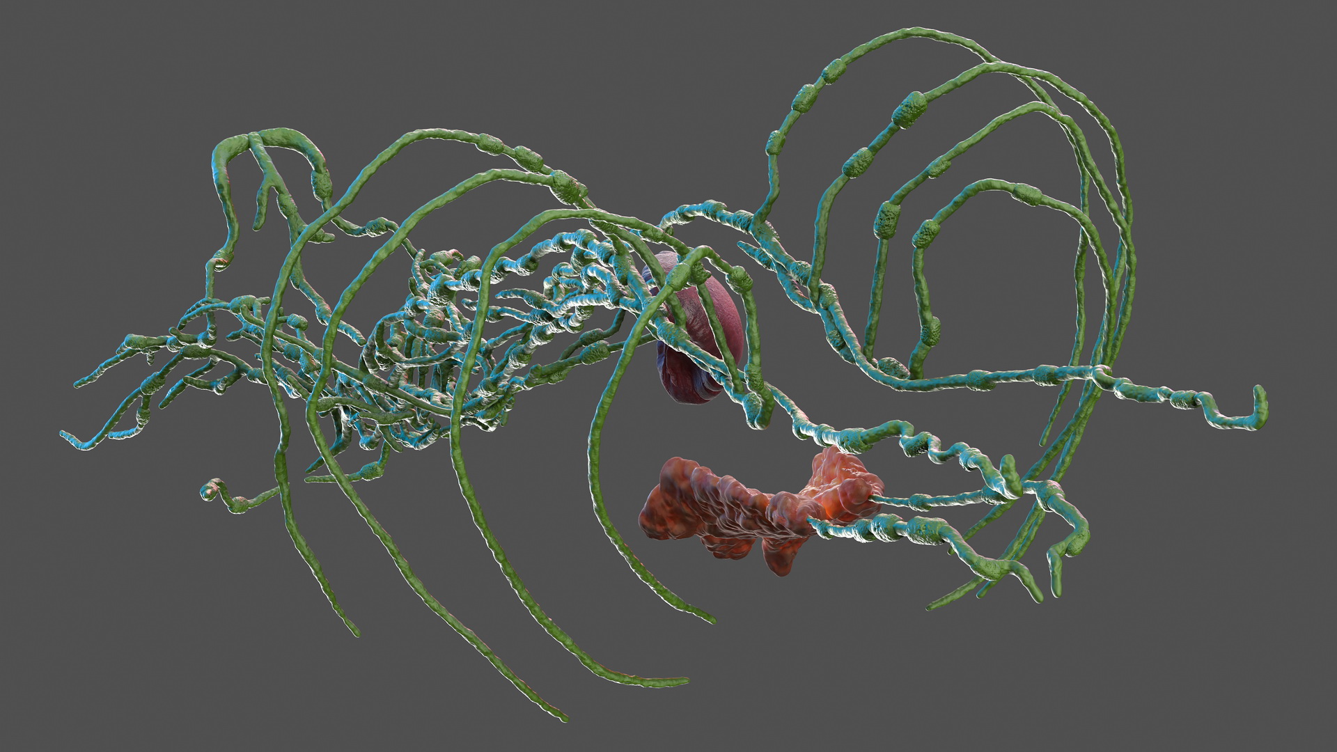 3D Human Torso Lymphatic System model