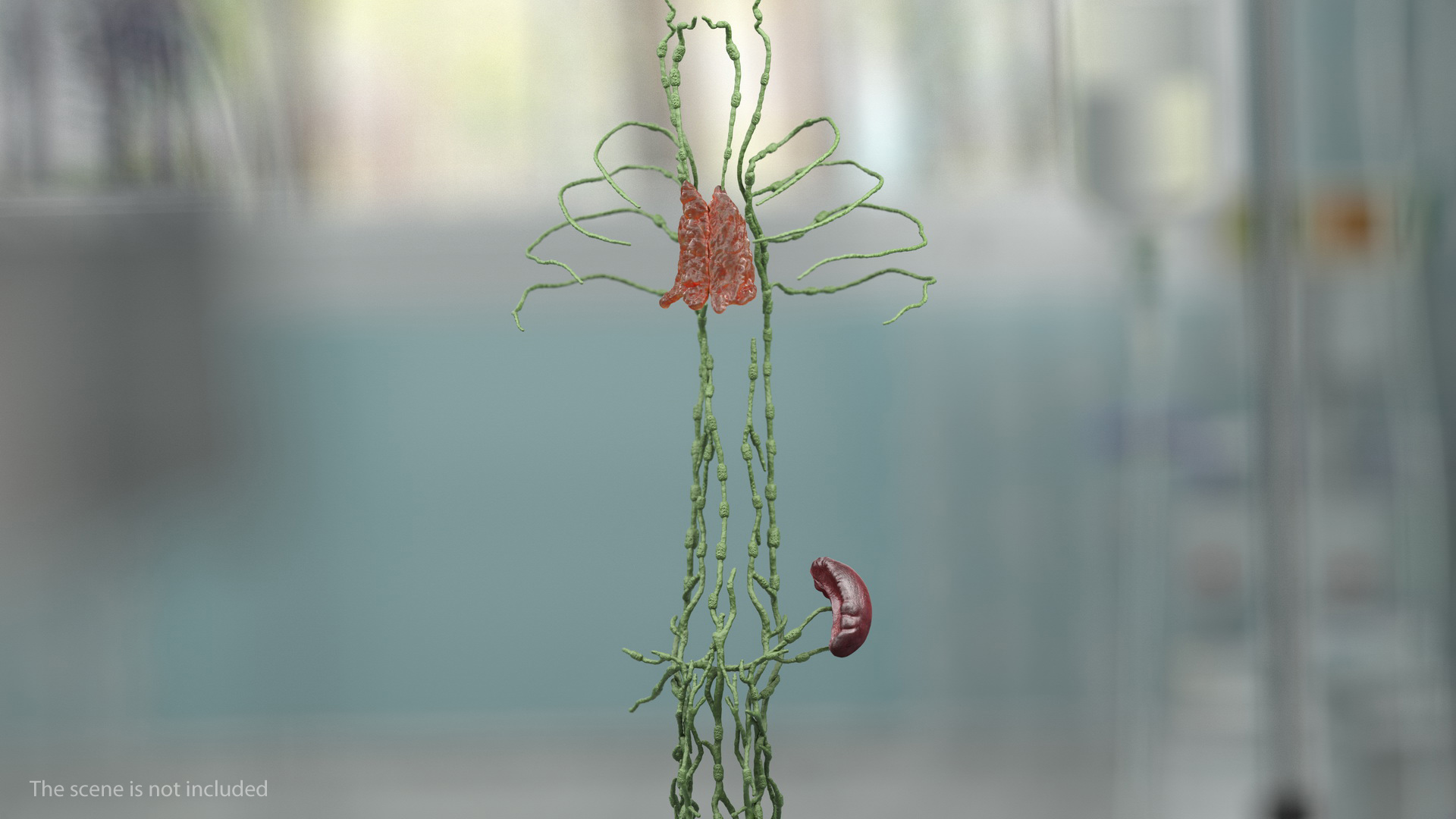 3D Human Torso Lymphatic System model
