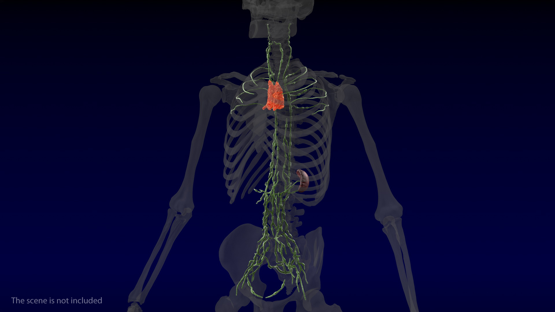 3D Human Torso Lymphatic System model