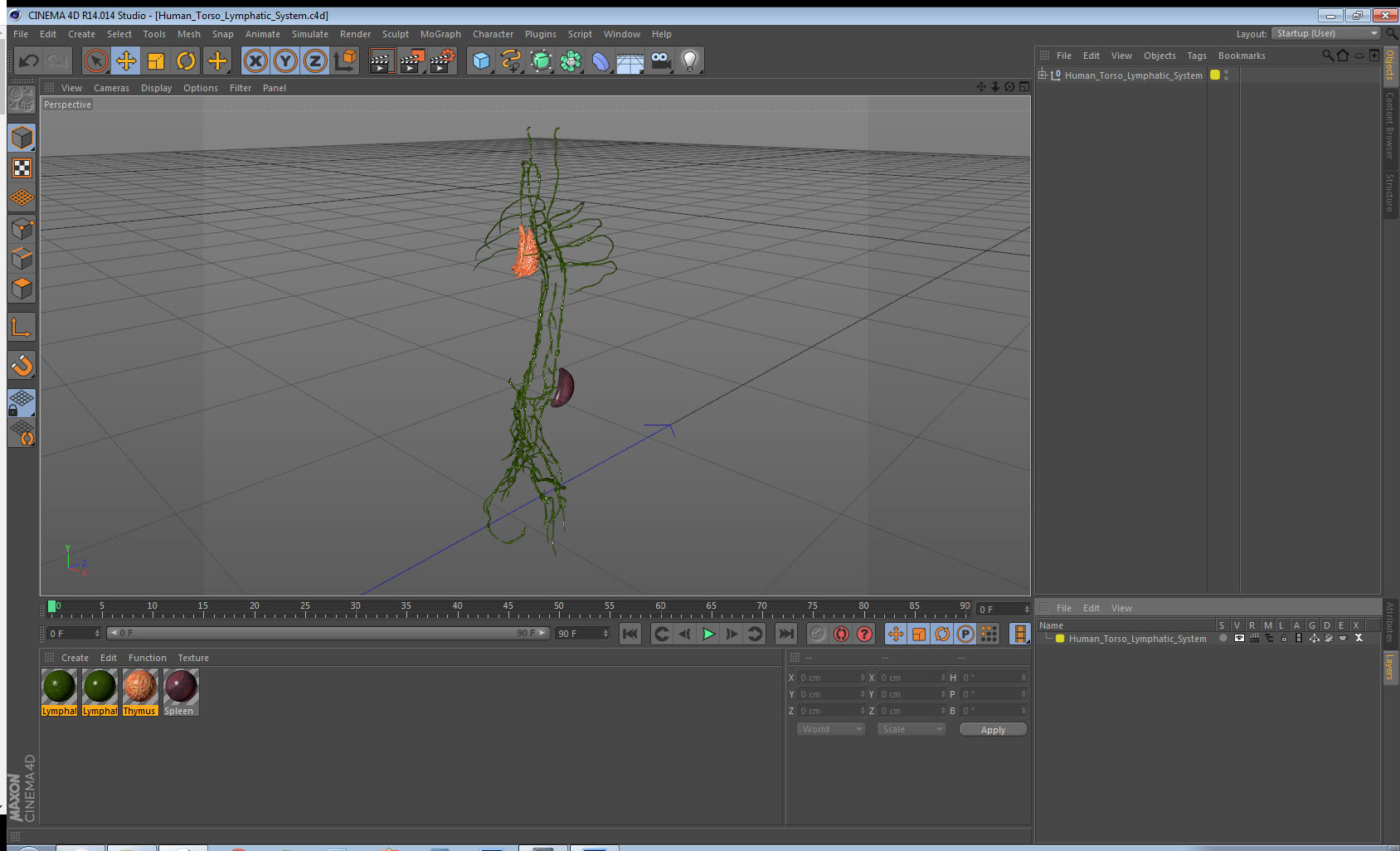 3D Human Torso Lymphatic System model