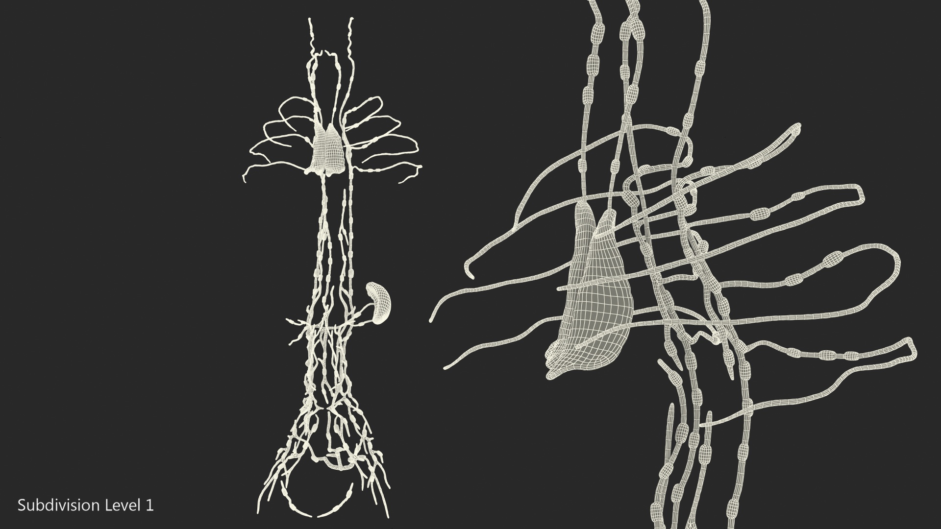 3D Human Torso Lymphatic System model