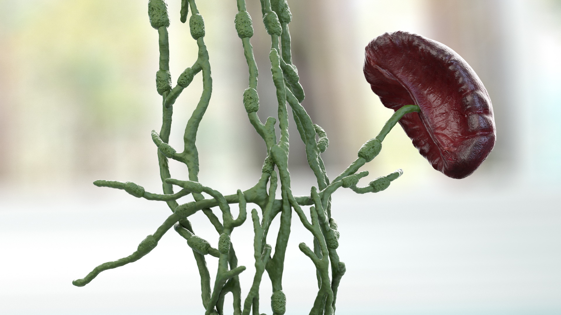 3D Human Torso Lymphatic System model