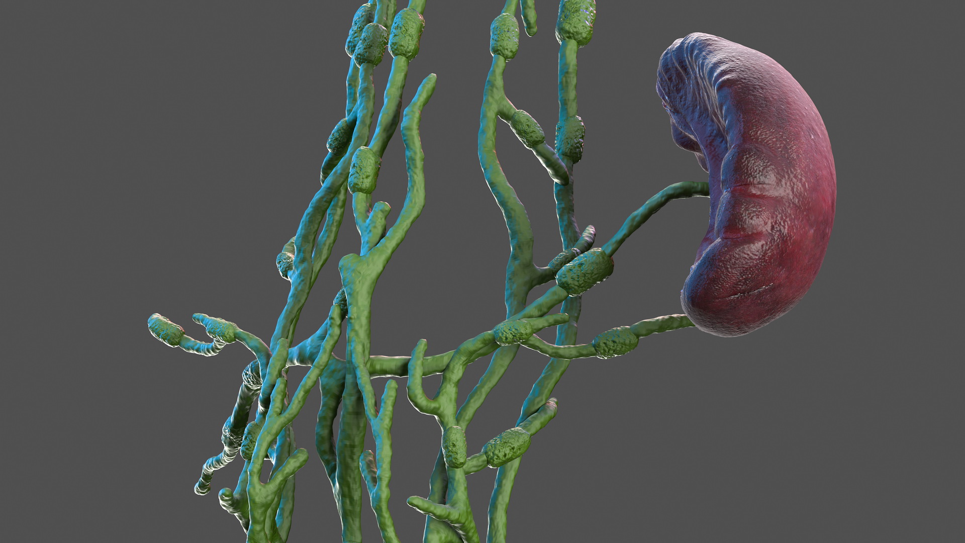 3D Human Torso Lymphatic System model