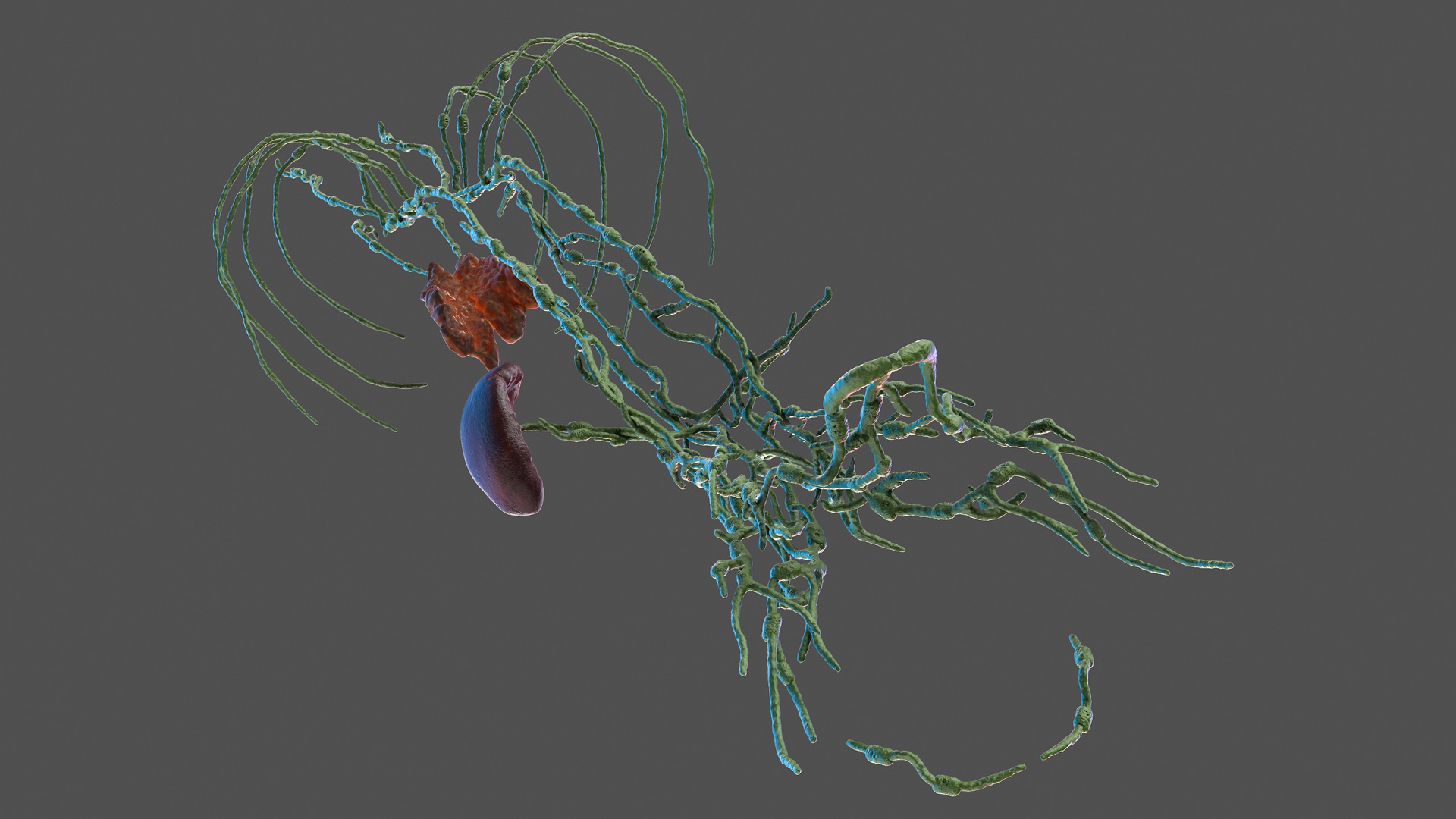 3D Human Torso Lymphatic System model