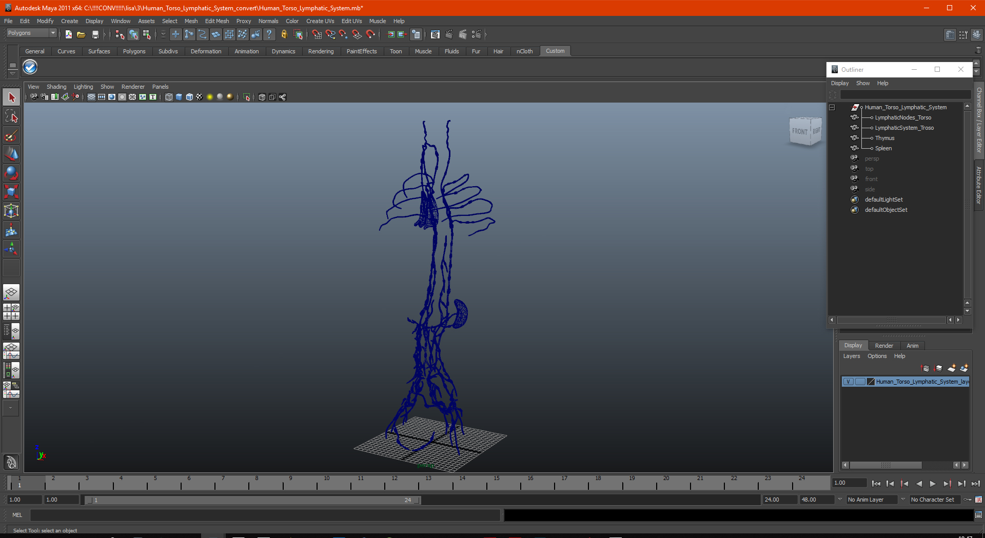 3D Human Torso Lymphatic System model
