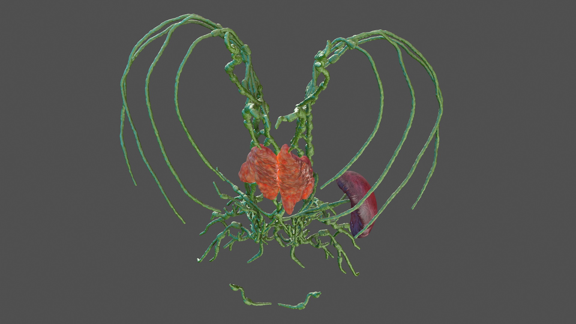 3D Human Torso Lymphatic System model