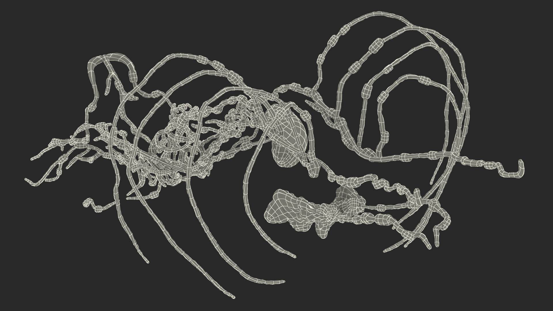3D Human Torso Lymphatic System model