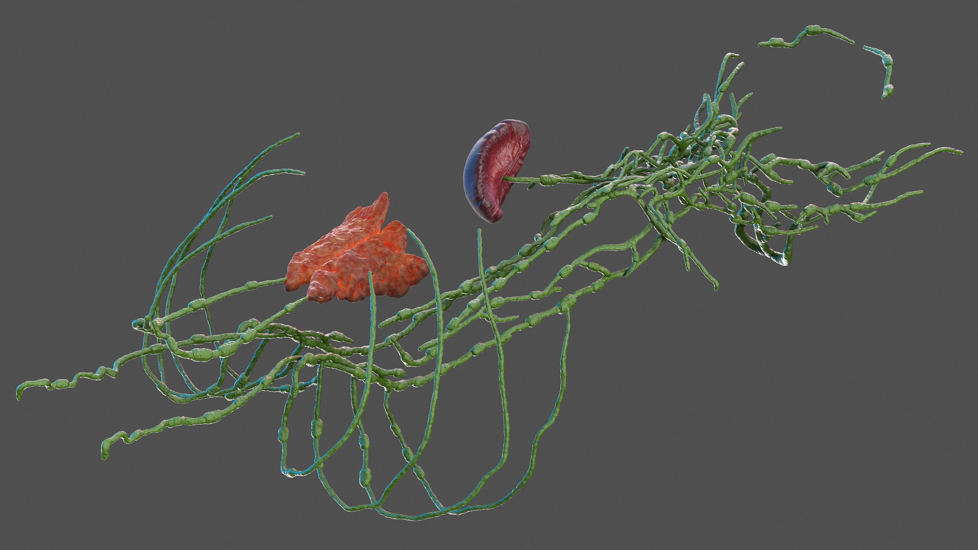 3D Human Torso Lymphatic System model
