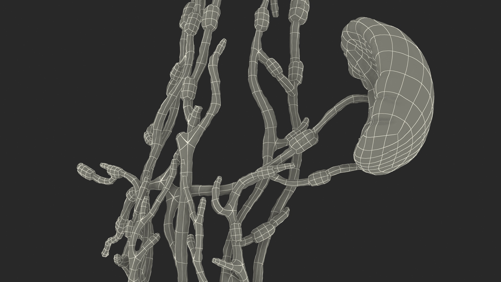3D Human Torso Lymphatic System model